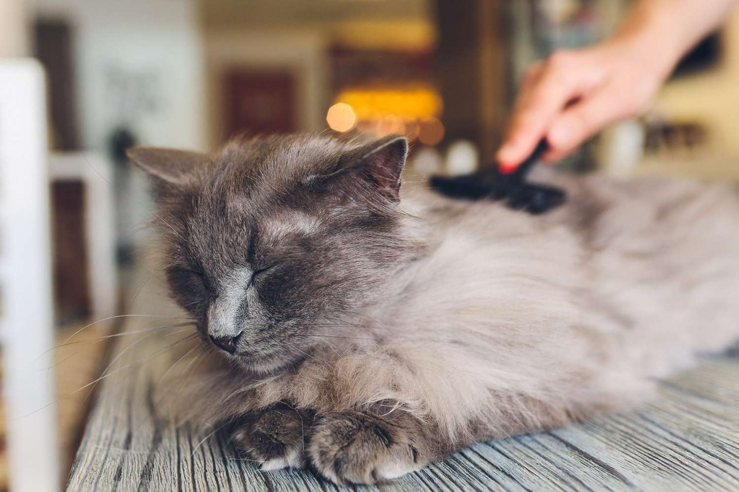 Cat Shedding: Why Cats Shed & What You Can Do to Manage the Mess | Daily  Paws