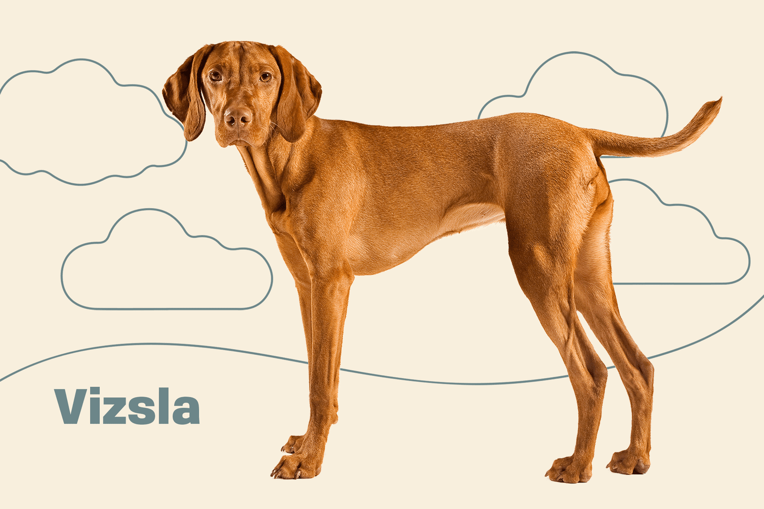Vizsla Dog Breed Information Characteristics Daily Paws