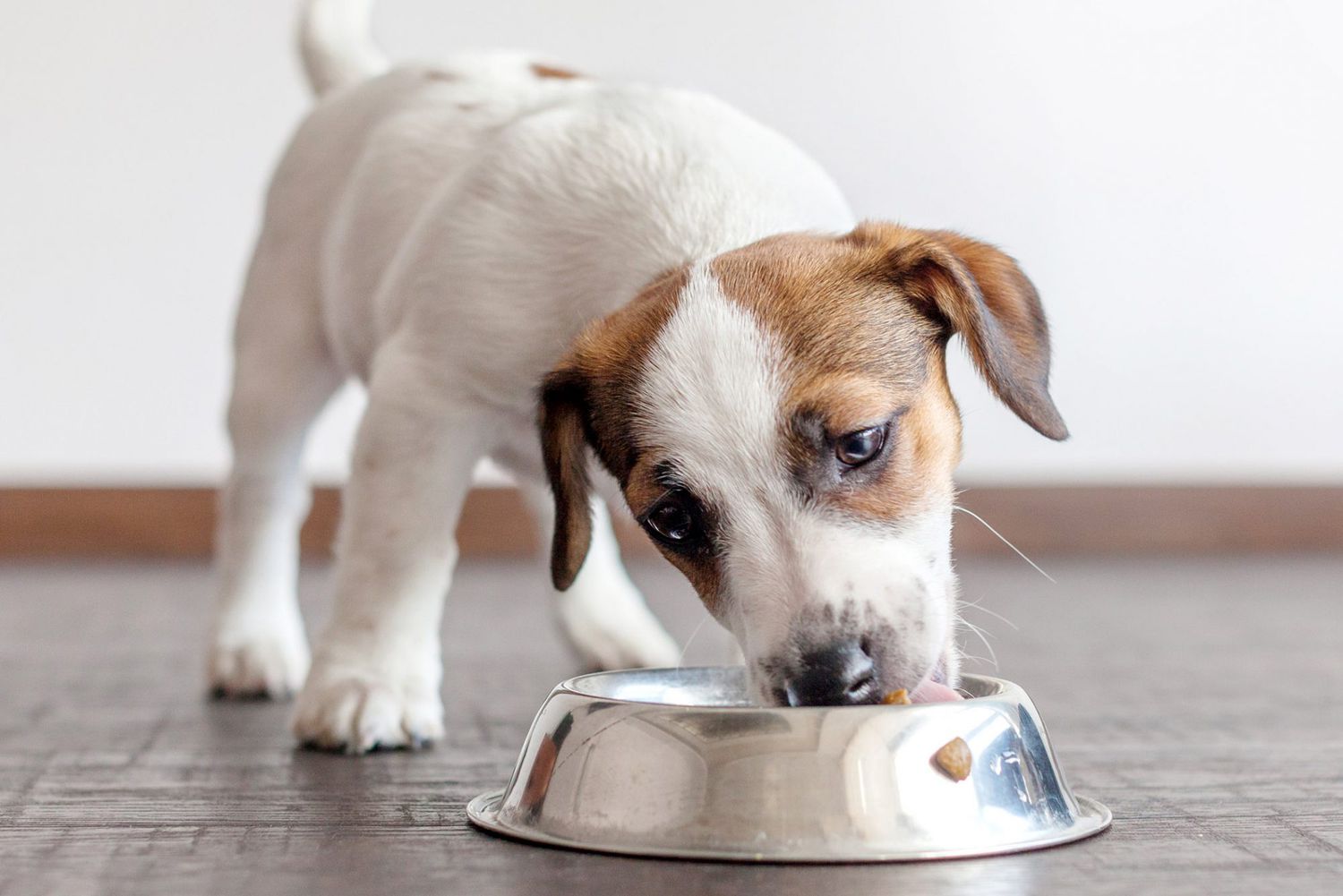 How Much Should My Puppy Eat? | Daily Paws