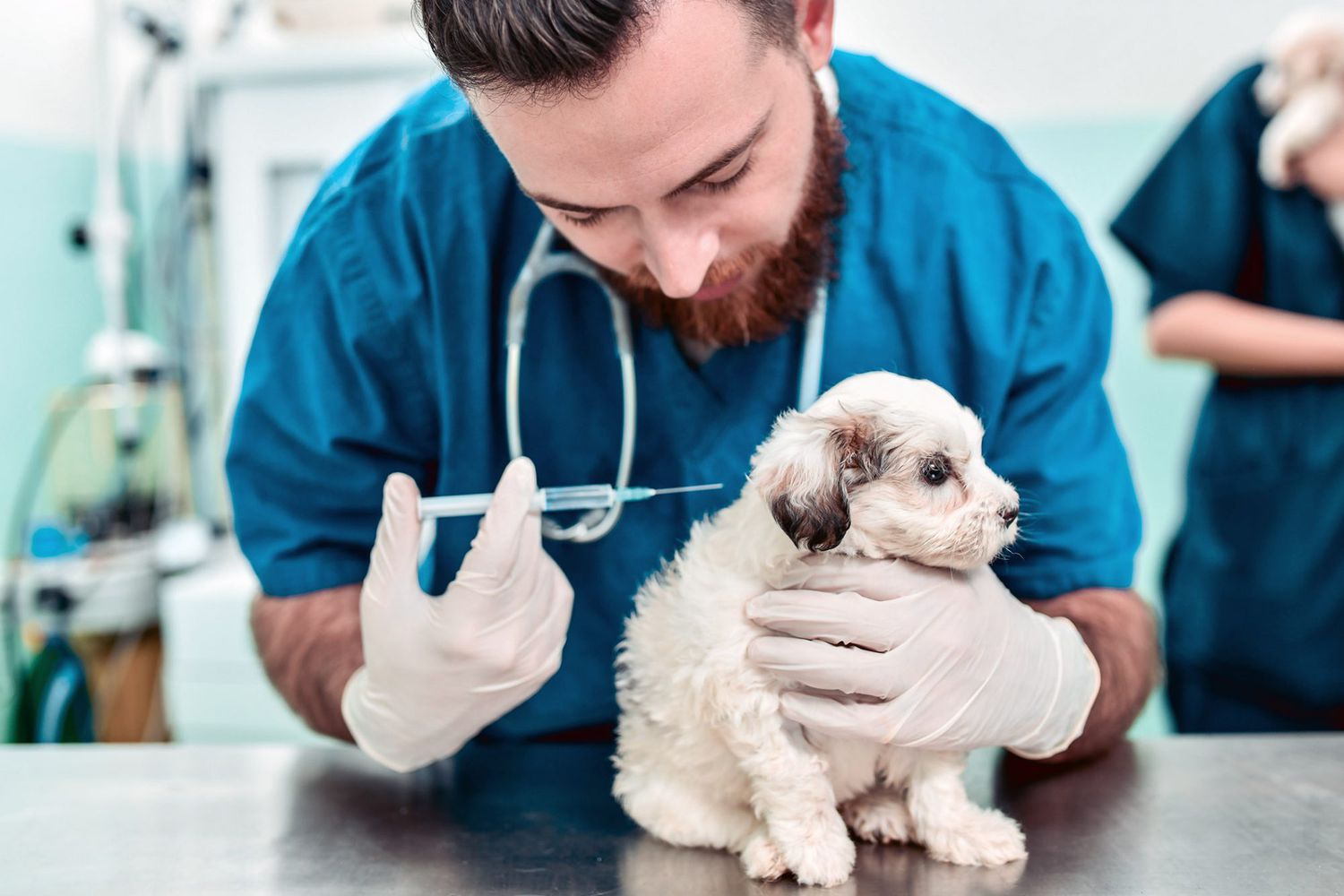 veterinarian giving puppy shot 1187218553 2000