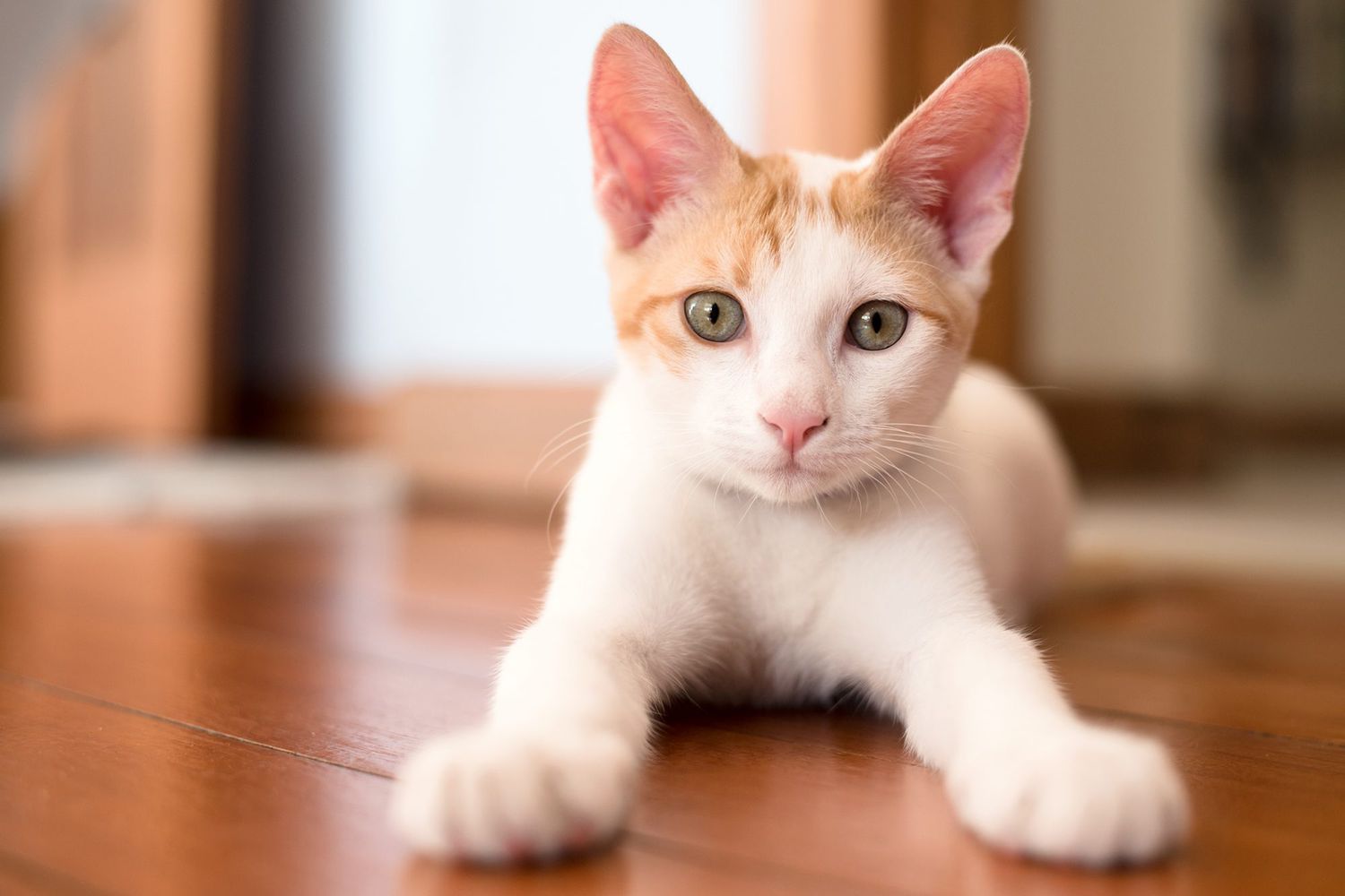 orange and white cat on floor 1152068152 2000