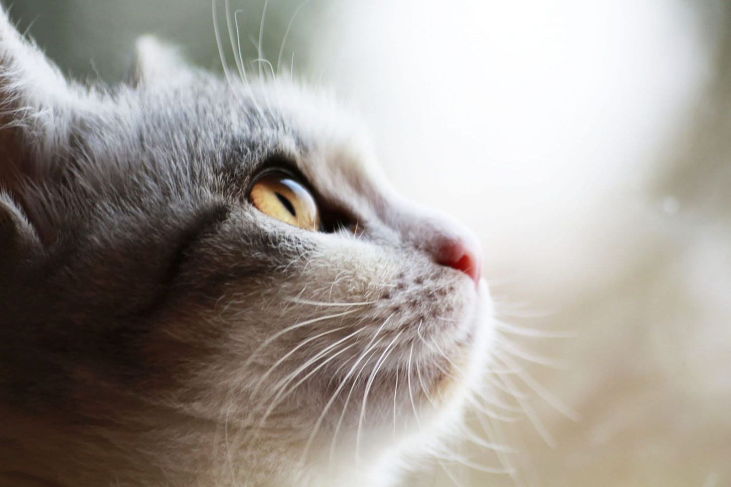 More Cats Might Have Coronavirus Than We Thought Study Says Daily Paws