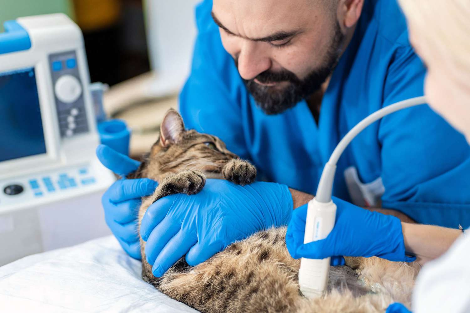We Love Our Vet Techs Top Reasons To Say Thanks This Vet Tech Appreciation Week Daily Paws