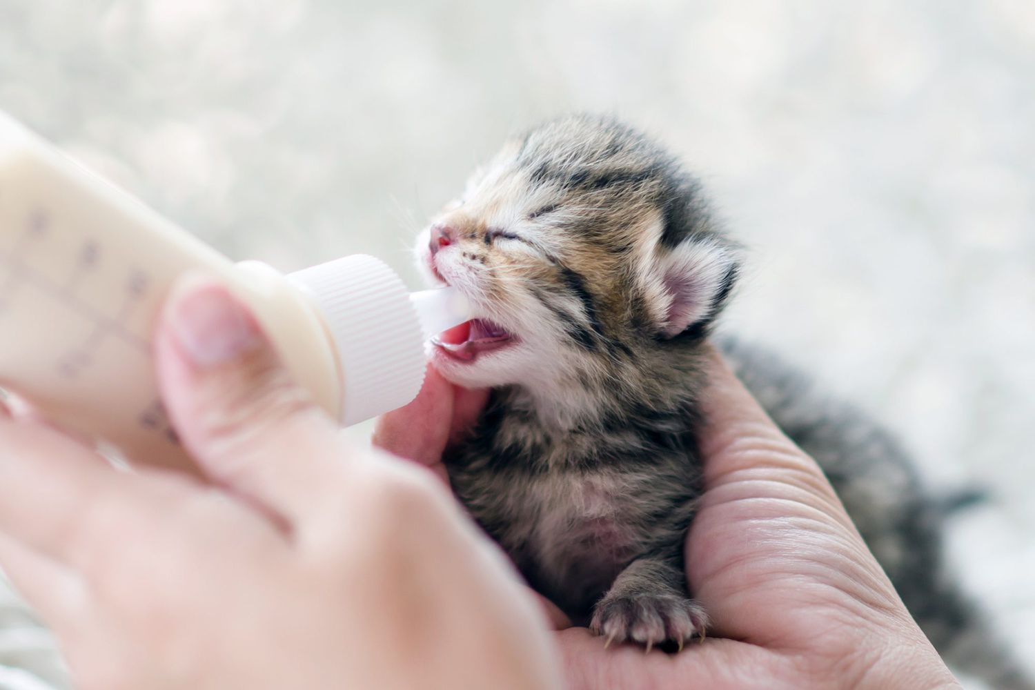 holding newborn kittens