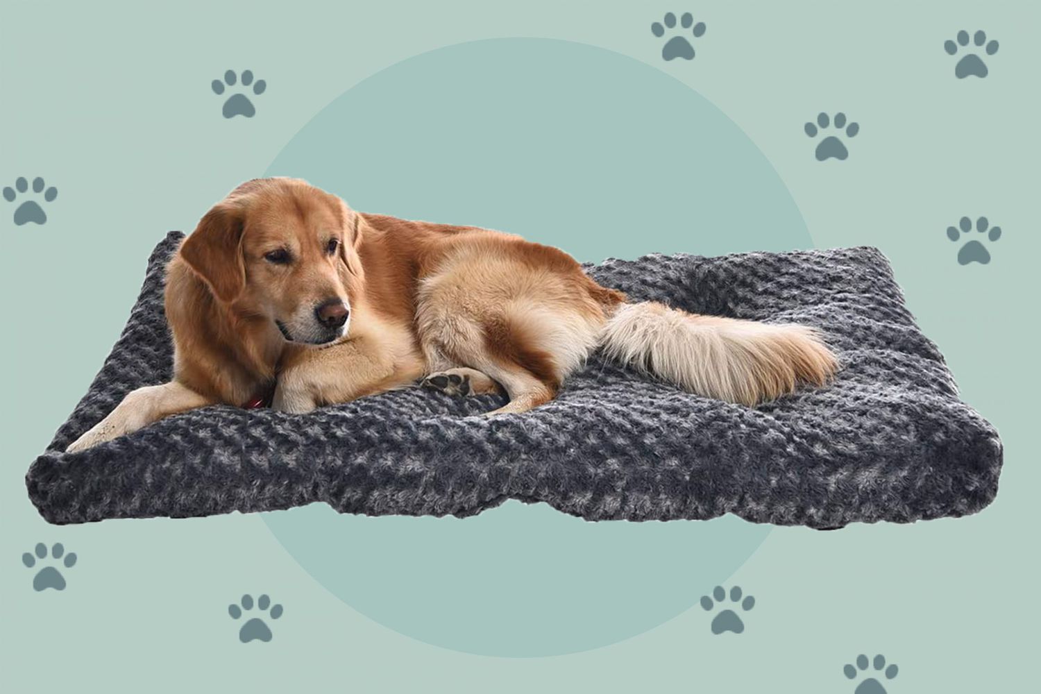 The 15 Best Dog Beds | Daily Paws