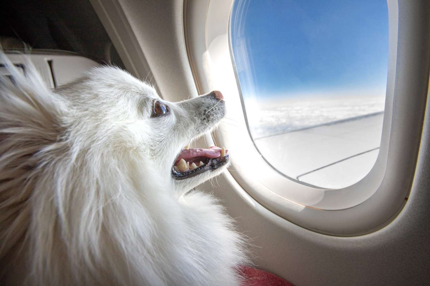 airlines that allow dogs flying with a dog in cabin airlines that allow dogs in cabin flying with pets pet flights dog flights airlines that allow pets in cabin airlines that fly dogs airlines that allow dogs in cargo airlines that allow pets flights that allow dogs air travel with dogs air pets pet cargo airlines dog airline pet travel airlines airlines travel dog flight carrier pets allowed in flight pets are allowed in flight dogs are allowed in flight flights that allow dogs in cabin cargo flights for dogs cargo pet travel pet air travel in cabin pet carrier flying pets in cargo dog in cabin flight flights with dogs in cabin dogs allowed in flights pet cargo flights dog travel in flight airlines that fly dogs in cargo dog cargo airlines dogs that fly in cabin dog carrier dogs in cabin airlines dog carrier for flying dog air which airlines fly dogs dogs traveling in cargo flights for dogs in cabin dogs and flying airlines and dogs airlines that allow pets in cargo travel with dog in flight airlines that fly dogs in cabin air travel dog carrier air travel with dogs in cabin airlines allowing dogs in cargo dog air travel carrier any airlines flying in cabin with dog flying dog in cabin dog is allowed in flight airlines to fly with dogs dog in air flights that allow dogs in cargo travel with dog in cabin airline cabin dog carrier a dog flying which flight allows pets dogs in flight cabin flight with dogs allowed airlines with dogs in cabin flights that allow pets in cabin airlines that allow dogs to fly dog in cargo flight dog airline cargo dog travel airline cargo airlines flying with dogs air cargo for dogs dog air carrier airlines that allow in cabin pets airlines that allow pet travel airline travel dog carrier flights to europe airline flights flying with a dog air travel air flight fly airlines low cost flights european airlines dog flight cost dog airline carrier cargo flight fly air flight cost travel flights dog cabin cost to fly a dog low cost airlines europe pet airlines flights in europe cargo dog low cost flights europe flying dogs in cargo fly flight fly cargo pet flight cost i fly airlines flying with a small dog airlines for europe european cargo airlines flight cabin low cost fly travel with dog to europe european air airlines that accept dogs dog travel airlines low flight flying with air flying air any flight small dog airline carrier flying with small dog in cabin airlines that allow small dogs in cabin flights from europe small flights airlines that fly from airlines that accept pets airlines that allow dogs in cabin europe europe air travel air travel to europe airlines that fly to europe dog in cabin flying a dog in cargo cost cost to fly dog cargo low cost carriers europe flying to europe with a dog flight to europe cost cost to fly a dog in cargo cost of flying dog in cargo airlines accepting pets in cargo european carriers dogs carriers traveling with a small dog air travel in europe cost for dog to fly cost to travel with a dog which airlines accept dogs cabin dog flights with pets in cabin european airlines that allow dogs europe by air european airlines that allow dogs in cabin airline flights for dogs flights that accept dogs small dog flight carrier low cost airlines to europe airlines that accept dogs in cargo fly on dog air travel with small dog airlines that accept dogs in cabin fly the dog dog flight cargo flights dogs allowed small dogs flying in cabin air flights for dogs air travel carrier for dogs cost of flight to europe dogs and flights traveling with dog in cargo airlines which allow dogs in cabin small dog carrier for air travel airlines that accept pets in cabin airlines that accept pets in cargo dogs in the cabin airlines small european airlines dogs allowed in cabin airlines fly on a dog small dogs on flights airlines from europe cargo dog flights small dog airline travel carrier air flights to europe airlines flying to europe airlines that fly with dogs airlines that allow small dogs cost to travel with dog on airlines european airlines that allow pets in cabin cabin for dogs airline flights to europe cost to fly dog in cargo cost of dog travel by air cost of traveling with dog flights which allow dogs airline travel with dogs in cabin cost of flying a dog in cargo low cost fly europe flights allowing dogs in cabin flying with a dog to europe airlines that travel to europe in cabin dog travel dogs and air travel european air carriers airlines that allow dogs to fly in cabin cost for dog on flight flying small dogs on airlines airline cost for dogs airlines that allow dogs europe europe flight cost airlines that allow pets in cabin europe airlines that allow small pets in cabin cost of dog on flight flying pet dog flying with dogs in europe europe to europe flights europe air cargo flying with a pet dog airlines that allow dogs as cargo flying with a small dog in cabin flying with dogs europe airlines that allow pet in cabin cost to travel with dog dogs allowed on airlines airline pet carriers for dogs small dog carriers for airlines dog flying as cargo airlines that allow pets to fly airlines that allow pets to fly in cabin dogs to fly flights to and from europe airlines to fly to europe air to europe cost for flying with a dog dog airline flights travel flights to europe airlines that allow dogs flying with a dog in cabin airlines that allow dogs in cabin flying with pets pet flights airlines that allow pets in cabin airlines that fly dogs pet airlines airlines that allow dogs in cargo pet cargo airlines dog flight cost airlines that allow pets flights that allow dogs air pets pet travel airlines pet flight cost air travel with dogs pets allowed in flight pets are allowed in flight dogs are allowed in flight cargo pet travel pet air travel dog airline flights that allow dogs in cabin flying pets in cargo airlines that accept pets pet cargo flights airlines that accept dogs dogs allowed in flights cargo flights for dogs dog travel in flight dog travel airlines airlines that allow small dogs in cabin dog in cabin flight flying with small dog in cabin flights with dogs in cabin airlines that allow pets in cargo dogs that fly airlines that fly dogs in cargo dog cargo airlines airlines and dogs which airlines fly dogs dogs traveling in cargo travel with dog in flight which flight allows pets pet friendly airlines jetblue pet policy airlines that allow large dogs in cabin air canada pet policy dogs on planes dog friendly airlines flying with large dog in cabin traveling with a dog on a plane flights for dogs air canada pet cargo air canada pets dogs flying on planes dogs on airplanes taking a dog on a plane pets on planes best airline for pets jetblue pets jetblue dog policy airline pet policy pet friendly flights rabbit flights traveling with cats on a plane international airlines that allow cats in cabin flying with cats in cabin dog plane ticket best airline to fly with pets air canada flying with pets traveling with a cat on a plane airlines that ship dogs air canada dog policy air canada pet in cabin most pet friendly airlines best airlines for dogs shipping dogs by air air canada pet travel pets on airplanes jetblue pet travel dog flight ticket pet flight ticket flying with a puppy in cabin jetblue pet cargo taking a cat on a plane pet shipping airlines jetblue flying with pets best airlines to ship pets bringing a dog on a plane flying a dog in cargo pet transport airlines pet friendly airlines in cabin best airline to travel with pets best airline to fly with dog pet air transport shipping pets by air dogs flying air canada pet shipping jetblue animal policy airlines that allow large dogs in cabin 2021 dog friendly flights dog airline ticket taking pets on a plane cat flight dogs on planes rules dogs on international flights air canada pet policy international flights shipping a puppy by plane airlines that let you fly with dogs transporting dogs on planes traveling with a puppy on a plane jetblue pet policy cargo airline dog policy animal cargo flights pitbull friendly airlines airlines that allow large dogs cat friendly airlines best pet friendly airlines dogs allowed on planes pet friendly international airlines pet plane tickets airlines that allow rabbits pet airways cost bringing a cat on a plane bunny flights bringing cat on plane dog carry on plane airlines that fly pets air canada dogs taking your dog on a plane shipping puppies by air pitbull friendly airlines 2021 dog plane ticket cost airlines that take dogs airline that allows large dogs in cabin best airlines to ship pets internationally cost of pet transport by air taking my dog on a plane best airline to fly pets in cargo carry on pet flying a puppy on a plane pet friendly airlines 2021 air canada pet cargo cost taking a puppy on a plane cat flight ticket price air travel with cats dog flight ticket price air canada pet transport flying with your dog in the cabin international airlines that allow pets in cabin airlines that allow large dogs in cargo cheap flights with pets flying with your pet international pet travel airlines jetblue dog policy 2021 cost to bring dog on plane airlines that transport dogs airplane travel with dog cat in cabin international flight air canada cat in cabin jetblue large dog policy traveling with rabbits on airplanes jetblue airlines pet policy jetblue pet policy in cabin cheapest airline to fly with pets airline rules for dogs pets on international flights cat flying on plane dog only airline air canada animal cargo do airlines allow pets jetblue flying with dog dogs on airplanes rules air canada dog cargo most dog friendly airlines jetblue dogs puppy flights dog friendly airlines 2021 jetblue pet in cabin flights for dogs only bring pet on plane best airline for flying with dog dog allowed in plane taking pets on flights do dogs fly airlines that allow big dogs in cabin pet airline ticket air canada in cabin pet airlines dogs in cabin dog flight transport flying your dog in cargo flying with a dog air canada traveling with birds on airlines book flight with pet dog ticket flight dog in airplane cabin best airline to travel with dogs animals allowed on planes cat plane ticket airlines that allow pets in cabin to hawaii air animal transport airlines that allow cats air canada dog in cabin air canada animal transport carrying pets in flight best airline for large dogs taking dog on airplane rabbit friendly airlines small dogs on planes pet in cabin airlines dog air transport fly with my dog in cabin pet safe airlines dog ticket in flight best way to fly with a dog jetblue cat policy airlines that let dogs fly in cabin pitbull friendly airlines 2020 flights for pets only book a flight for a dog animal flight transport pet travel in flight which airlines fly pets jet airways pet policy pets allowed on planes puppies on planes airlines and pets large dogs on planes pet air cargo large dog in cabin flight pet flight ticket price jetblue jet with your pet bringing a puppy on a plane best airlines for pets in cabin traveling with small dog on plane pet airlines international dog in cabin international flights big dogs on planes airlines that allow rabbits in cabin best dogs for plane travel flights for dogs prices air canada fly with dog pet flight transport cat flight ticket air canada dog travel dogs that can fly on planes airlines that allow cats in cabin international pet friendly airlines usa best airlines for pets international flying animals pets taking dog on flight airlines that allow guinea pigs dog flying airplane pets by air puppy flying on airplane best flights for dogs cost to take dog on plane pet travel flights pet only airlines large dog friendly airlines cheapest airline for pets dogs that can travel on planes which airlines transport dogs bird friendly airlines flight with pet in cabin pet friendly airlines flying with pets pet flights pet cargo airlines pet airlines airline pet policy best airline for pets air pets airlines that allow pets in cabin airlines that allow pets pet friendly flights best airline to fly with pets pet travel airlines pet flight cost pet transport airlines cargo pet travel pet air travel pet friendly airlines in cabin best airline to travel with pets pet air transport flying pets in cargo pets allowed in flight pet cargo flights pets are allowed in flight best pet friendly airlines carry on pet airlines that fly pets airlines that accept pets flying with your pet cost of pet transport by air best airline to fly pets in cargo airlines that allow pets in cargo carrying pets in flight pet in cabin airlines which airlines fly pets airlines and pets pet air cargo best airlines for pets in cabin pet flight transport pet friendly airlines usa pets by air pet travel flights pet travel in flight which flight allows pets flight with pet in cabin american airlines pet policy american airlines pet cargo american airlines pets american airlines pet travel airline pet carrier american airlines flying with pets hawaiian airlines pet policy best airlines us airlines pet travel major airlines american airlines cargo pet american airlines pet fee fly airlines hawaiian airlines pet cargo may airlines pet policy american airlines carry on pet best pet carrier for flying american airlines pet in cabin travel airlines american airlines pet cargo cost american airlines pet transport best airline pet carrier can airlines american airlines in cabin pet hawaiian airlines pet travel airline pet fees in cabin pet carrier carry on pet carrier pet flight service american airlines pet policy cargo american airlines and pets american pet cargo american airlines pet travel cargo hawaiian airlines pets american airlines pet travel policy pet cargo american airlines pet in cabin american airlines hawaiian airlines pet in cabin american pet travel main airlines american airlines policy on pets pet flight carrier american airlines pet cost air travel pet carrier american airlines checked pet american airlines pet policy in cabin flying with a pet american airlines american air pet policy best airlines credit cards american airlines carry on pet policy cargo pet carrier hawaiian airlines flying with pets pet carrier for flying american airlines pet in cabin policy hawaiian air cargo pets flying with pet american airlines pet policy for american airlines hawaiian airlines pet carry on american airlines pet flights american airlines allow pets american airlines traveling with a pet american flying with pets airlines with best pet policy american airlines pet in cargo pets in cargo airlines hawaiian air pet policy american air pet cargo pet airfare flying with pets in cabin american airlines flying with a pet airlines that fly pets in cargo american cargo pets american airline pet cargo policy cargo pet friendly american airlines pet transport cargo airline with best pet policy airline pet transportation services pet cabin airlines which airlines carry pets american airlines pet check in cost to fly a pet pet air travel service flights that allow pets in cabin hawaiian airlines pet cargo cost airlines accepting pets in cargo american airlines cargo for pets in cabin pet american airlines hawaiian airlines pet carrier carry on pet fee travel pet carrier airline airline cabin pet carrier pet travel in cabin american pet in cabin cabin pet american airlines airlines all best airline for pets in cargo pet policy on american airlines airline carry on pet carrier flight pet policy american airlines pet friendly any airlines american airlines cargo pet policy american airlines pet service checked pet american airlines flying with my pet travelling with pets in flight airlines that allow pet travel which airlines transport pets hawaiian airlines pet policy cargo cargo pets american airlines pet friendly airlines cargo airlines t airlines that fly pets in cabin american airlines pet cargo flights pet air transportation services american airlines service pet policy pet transport american airlines friendly airlines pet policy hawaiian airlines airline pet cargo services airlines that accept pets in cargo airlines that accept pets in cabin american airlines air cargo pets hawaiian cargo pets best airline to fly with pets in cabin airlines that carry pets airlines that allow in cabin pets air travel with pets in cabin flights for pets cost pet can fly best airlines for flying with pets airlines pets in cargo airlines that allow carry on pets air pet carrier american in cabin pets american airlines flights with pets flying your pet in cargo pet carry in flight airline cargo pet carrier hawaiian pet cargo flights with pet cargo best pet policy airline pet flying policy flying with pets hawaiian airlines american air cargo pets best flights for pets cost of pet travel on airlines american airlines pet policy cost air cargo pets transport service pets in cargo american airlines american airline pet travel cost american air pets pet transport by flight best airline for pet travel in cabin airlines that check pets airlines and pets in cabin pet friendly transport fly cabin air cargo pet carriers us airlines pet policy flying a pet in cargo fly with your pet in cabin pets carriers best airline for flying with pets cabin carrier pet flight fees the best pet carrier for airline travel pet friendly air travel best pet carrier for airline travel in cabin pet flights fly in cabin american airline pet cost airline pet travel policy airlines that carry pets in cargo american pet airlines checked pets airlines pet carrier cabin hawaiian airlines pet transport american airlines checked pet policy pet travel carriers for airlines check in pets airline cost of traveling with pet by air american airline pet cabin us air pet policy airlines that allow pet in cabin flying with your pet in the cabin hawaiian airlines pet travel policy airline travel with pets in cabin pet airline services cost to travel with pet on airlines best airline carrier pet carrier for airline cargo american airline pet flight american airlines pets on flights flying with pets american pet air flights airlines to travel cost of pets on airlines american airline pet cargo cost air flights for pets best airline for pet transport pet airlines usa pet travel airlines cost airlines that allow pets to fly airlines that allow pets to fly in cabin best airline for pet travel in cargo hawaiian air pet travel hawaiian airlines flying pets pet air usa american airline pet policy cargo pet carriers for in cabin air travel airlines flying pets cargo airlines and pet travel us airlines pet travel air pet cargo american airline pet carry on policy pet air service pets in airline cabin pet air carrier service airlines that will fly pets travel air pet carrier american airline pet carrier policy airline flights for pets pets flying as cargo pet air cargo carriers american airlines and flying pets air pet transportation pets and air travel pet flying fees airline carriers for pets pet airline travel cost airlines that allow pets in cabin airlines that allow large dogs in cabin are dogs allowed on planes airlines that allow dogs in cabin can dogs go on planes what airlines allow dogs in cabin can you take dogs on a plane can you take your dog on a plane what airlines allow pets in the cabin taking dogs on planes are pets allowed in flight can you bring pets on a plane weight limit for dogs on planes airlines that allow cats in cabin can you take pets on a plane can you bring your dog on a plane are dogs allowed in flight airlines that allow large dogs in cabin 2021 pets allowed in flight is pet allowed in flight dogs on planes rules can puppies fly on planes which airline allows dogs in cabin is dog allowed in flight dogs are allowed in flight pet friendly airlines in cabin taking pets on a plane can you take a small dog on a plane can you take animals on a plane are dogs allowed in planes does klm allow pets in cabin lufthansa pet policy in cabin which airlines allow cats in cabin which airlines allow large dogs in cabin does lufthansa allow pets in cabin can i bring a puppy on a plane flights that allow dogs in cabin can i bring dog on plane can you take dogs on flights can you fly a dog on a plane does delta allow pets in cabin are dogs allowed on flights what airlines allow cats in cabin can you bring a small dog on a plane does air france allow pets in cabin does qatar airways allow pets in cabin does united allow pets in cabin can i bring my pet on a plane airline that allows large dogs in cabin can i take my pet on a plane dogs allowed in flights airlines that allow pets in cabin singapore does air canada allow pets in cabin alaska airlines pet policy in cabin airlines that allow small dogs in cabin does jetblue allow pets in cabin what airlines allow large dogs in cabin do any airlines allow dogs in the cabin does emirates allow pets in cabin airlines that allow big dogs in cabin international airlines that allow pets in cabin what airlines allow reptiles in cabin airlines that allow large dogs in cargo dog weight limit plane dog in airplane cabin what dogs are allowed on planes can you take pets on flights small dogs on planes do any airlines allow large dogs in the cabin can small dogs travel on planes does aeromexico allow pets in cabin does southwest allow pets in cabin how to travel with a large dog on a plane which airlines allow rabbits in cabin can i take my small dog on a plane can you carry pets on a plane what airlines allow birds in cabin can you bring a big dog on a plane max weight for dog on plane can u take dogs on a plane can you bring big dogs on a plane what is the weight limit for dogs on planes does alaska airlines allow pets in cabin can you take a big dog on a plane can i take my emotional support dog on a plane which airlines allow birds in the cabin can you bring your pet on a plane can you take big dogs on planes does american airlines allow pets in the cabin are dogs allowed in international flights can you take cats on planes can i take a small dog on a plane airlines that allow esa dogs in cabin how to take dogs on plane dogs on flights rules airlines that allow birds in cabin dogs allowed on flights airlines that let dogs fly in cabin does british airways allow pets in cabin can i bring a small dog on a plane can i bring my small dog on a plane can you carry a dog on a plane does swiss air allow pets in cabin airlines that allow puppies in cabin can small dogs go on planes does philippine airlines allow pets in cabin can u bring pets on a plane does iberia allow pets in cabin can you travel with your dog on a plane southwest pet policy in cabin max size dog on plane does delta allow rabbits in cabin does hawaiian airlines allow pets in cabin can i bring my dog on a plane with me airlines that allow cats in cabin international can you bring puppy on plane how to take a big dog on a plane does virgin atlantic allow pets in cabin can you fly dogs on a plane can you travel with pets on a plane are pet dogs allowed in flights is dogs are allowed in flights airlines that allow medium dogs in cabin what airlines allow big dogs in cabin can you bring a large dog on a plane are dogs allowed on a plane can you take a large dog on a plane does korean air allow pets in cabin bringing my dog on a plane does dogs are allowed in flight flights with pets in cabin does turkish airline allow pets in cabin can we take pets on flight flights that allow pets in cabin airlines that allow dogs in cabin international does jetblue allow dogs in cargo can i bring a pet on a plane airlines that allow emotional support dogs in cabin international flights that allow dogs in cabin which airlines allow emotional support animals in the cabin taking a small dog on a plane international airlines that allow french bulldogs in cabin dogs on airlines in cabin pet are allowed in flight what airlines allow pet birds in cabin which airline allows big dogs in cabin can dogs go in planes are there any airlines that allow dogs in the cabin which airlines allow hamsters in cabin dog friendly airlines in cabin does american airlines allow pets in cabin does delta allow dogs in cabin can u take your dog on a plane which airlines allow small dogs in cabin carry on pet fee can i take a pet on a plane can you carry your dog on a plane does cathay pacific allow pets in cabin what airline allows large dogs in cabin does united airlines allow pets in cabin dog weight airline cabin can i bring pet on plane does frontier allow pets in cabin which dogs are allowed on planes what airlines allow dogs in cabin international can u take pets on a plane can you bring your dog on the plane dog size allowed on plane can i bring my dog on a flight can you bring large dogs on a plane what airlines let dogs fly in cabin does delta allow pets in cabin on international flights which airline allows cats in the cabin can you take large dogs on a plane dog is allowed in flight can you bring a dog on a flight airlines that allow reptiles in cabin can dogs fly in the cabin of a plane which international airlines allow pets in cabin does aer lingus allow pets in cabin how to take a small dog on a plane can i hold my dog on a plane can you take your dog on plane can you bring dogs on plane can you hold your dog on a plane air canada carry on pets how to bring a small dog on a plane airlines that allow bunnies in the cabin are dogs allowed on the plane are dogs allowed in first class on planes can i bring my dog on the plane with me how to travel with a small dog on a plane can i bring a big dog on a plane which airlines allow guinea pigs in cabin does alitalia allow pets in cabin taking a service dog on a plane airlines that accept pets in cabin can you bring pets on planes european airlines that allow dogs in cabin can cats travel in the cabin of a plane can dogs go in cabin on plane does southwest allow dogs in cabin which airlines allow service dogs in cabin can i bring emotional support dog on plane are you allowed to bring pets on a plane can i bring my large dog on a plane can you bring service dogs on a plane international airlines that allow dogs in cabin can dogs be on planes what airlines allow cats in the cabin can i take my dog on a delta flight how do you bring your dog on a plane which airlines allow pets in cabin for international flights pets in airplane cabin can you fly your dog on a plane do any airlines allow big dogs in cabin does spirit airlines allow pets in cabin airlines that accept rabbits in cabin does etihad allow pets in cabin can you take dogs international flights can you take pet on plane airlines that allow in cabin pets can dogs travel in the cabin of a plane what airlines allow puppies in the cabin can i take my large dog on a plane which airlines allow small pets in cabin airlines that accept dogs in cabin can you take a pet on the plane which airlines allow dogs in cabin international which international airlines allow dogs in cabin does delta allow pets in the cabin what flights allow dogs in cabin does air canada allow dogs in cabin airlines who allow dogs in cabin is it allowed to bring pets on a plane taking a large dog on a plane flights that allow large dogs in cabin which domestic airlines allow pets in cabin dogs airplane cabin does delta allow dogs on flights can you take small pets on a plane how can you bring a dog on a plane taking big dogs on planes dog size airplane cabin dogs allowed in planes are dogs allowed in airplane cabins do any airlines allow pets in cabin can dogs travel in airplane cabin do airlines allow pets in cabin delta airlines pet policy in cabin dogs that are allowed on planes does klm allow dogs in cabin does frontier airlines allow pets in cabin size of dog allowed in cabin what airlines allow small dogs in cabin what airlines allow small dogs in the cabin what airlines allow pets in cabin international international flights that allow pets in cabin which airlines accept pets in cabin does united airlines allow pets in cabin on international flights airlines which allow dogs in cabin which airlines accept dogs in cabin dogs allowed in cabin airlines flights that allow cats in cabin airlines allowing cats in cabin are dogs allowed to fly in cabin what airlines accept dogs in cabin what international airlines allow pets in cabin dogs allowed in plane cabin how do you take dogs on planes american airline pet policy in cabin air canada pet policy in cabin can u take dogs on planes british airways allow pets in cabin which airlines let dogs fly in cabin are you allowed to bring dogs on a plane does air transat allow pets in cabin does alitalia allow dogs in cabin european airlines that allow pets in cabin how are dogs allowed on planes can you take a dog on a plane internationally can you bring service dog on plane how to take pets on flights jetblue dog policy in cabin which airlines allow pets in cabin on international flights does british airways allow dogs in cabin airlines that allow pets in cabin on transatlantic flights airlines that allow small pets in cabin what airlines do not allow pets in cabin does spirit airlines allow dogs in cabin alitalia pet policy in cabin can you bring small pets on a plane what airline allow pets in cabin airlines allow pets in cabin international asian airlines that allow pets in cabin which airlines allow dogs to fly in cabin airlines that allow animals in cabin flights allowing dogs in cabin planes that allow dogs in cabin international airlines allow pets in cabin airlines that allow guinea pigs in cabin can you take service dogs on a plane airlines allowing large dogs in cabin are there any airlines that allow dogs what airlines allow cats to fly in cabin can you take puppies on planes airlines that allow dogs to fly in cabin do any airlines allow large dogs in cabin airlines that allow pet in cabin united airlines bring dog what airlines allow large dogs in the cabin what airlines allow dogs on flights what airlines allow dogs to fly in cabin large dog in airplane cabin can a small dog go on a plane does alaska airlines allow dogs in cabin can you carry on a small dog on a plane which airlines allow pets to travel in the cabin which airline allows pets in cabin international airlines that allow hamsters in cabin airlines that allow pets to fly in cabin delta dogs on planes does southwest airlines allow pets in cabin what airlines allow large dogs to fly in cabin what airlines allow dogs to travel in the cabin taking my service dog on a plane which airlines allow dogs to travel in the cabin can you fly dogs on planes jet blue pet policy in cabin airlines that allow large pets in cabin airlines that allow large dogs in the cabin airlines that do not allow pets in cabin air canada small dog policy airlines that allow dogs in cabin on international flights jetblue pet policy cabin airlines that allow pets in cabin international flights can i bring my small dog on the plane can i buy a seat for my dog on plane