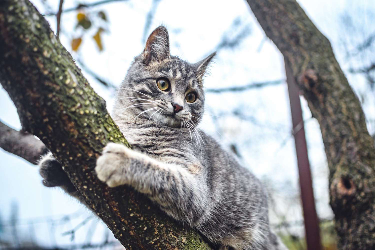 New York Family Spends Thanksgiving Trying to Rescue Beloved Cat (and  Human) from a Tree | Daily Paws