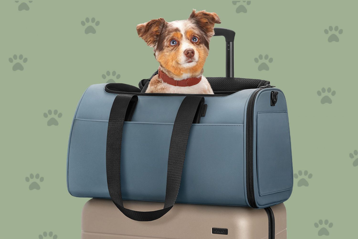 The Away Pet Carrier Is Perfect for Traveling with Dogs or Cats 