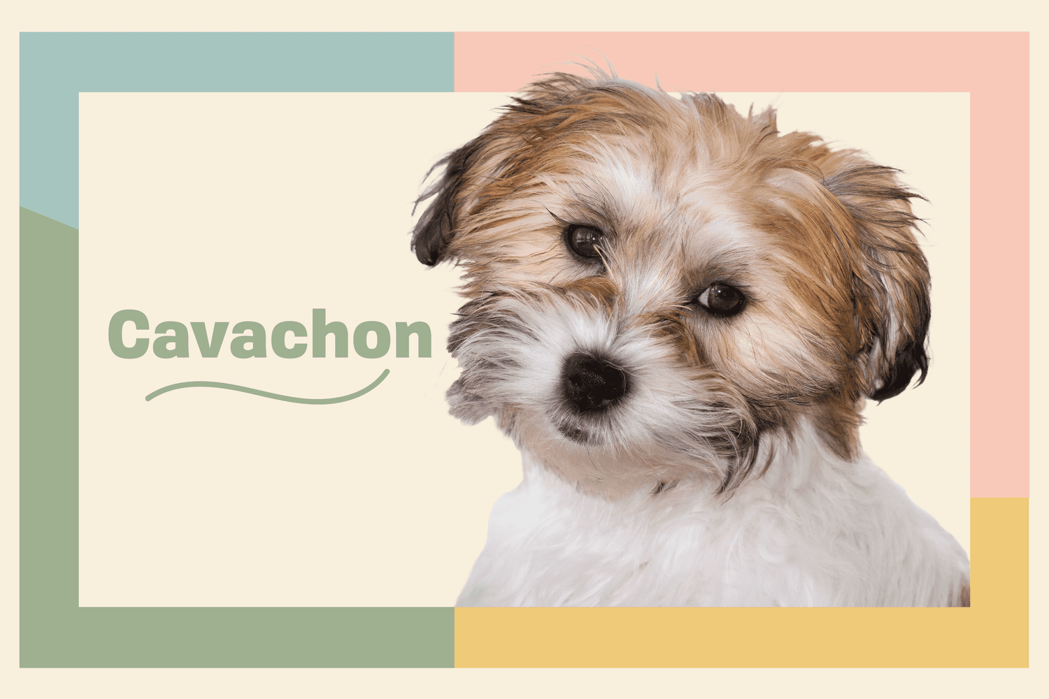 Smidighed isolation Vær venlig Cavachon Dog Breed Information and Characteristics | Daily Paws