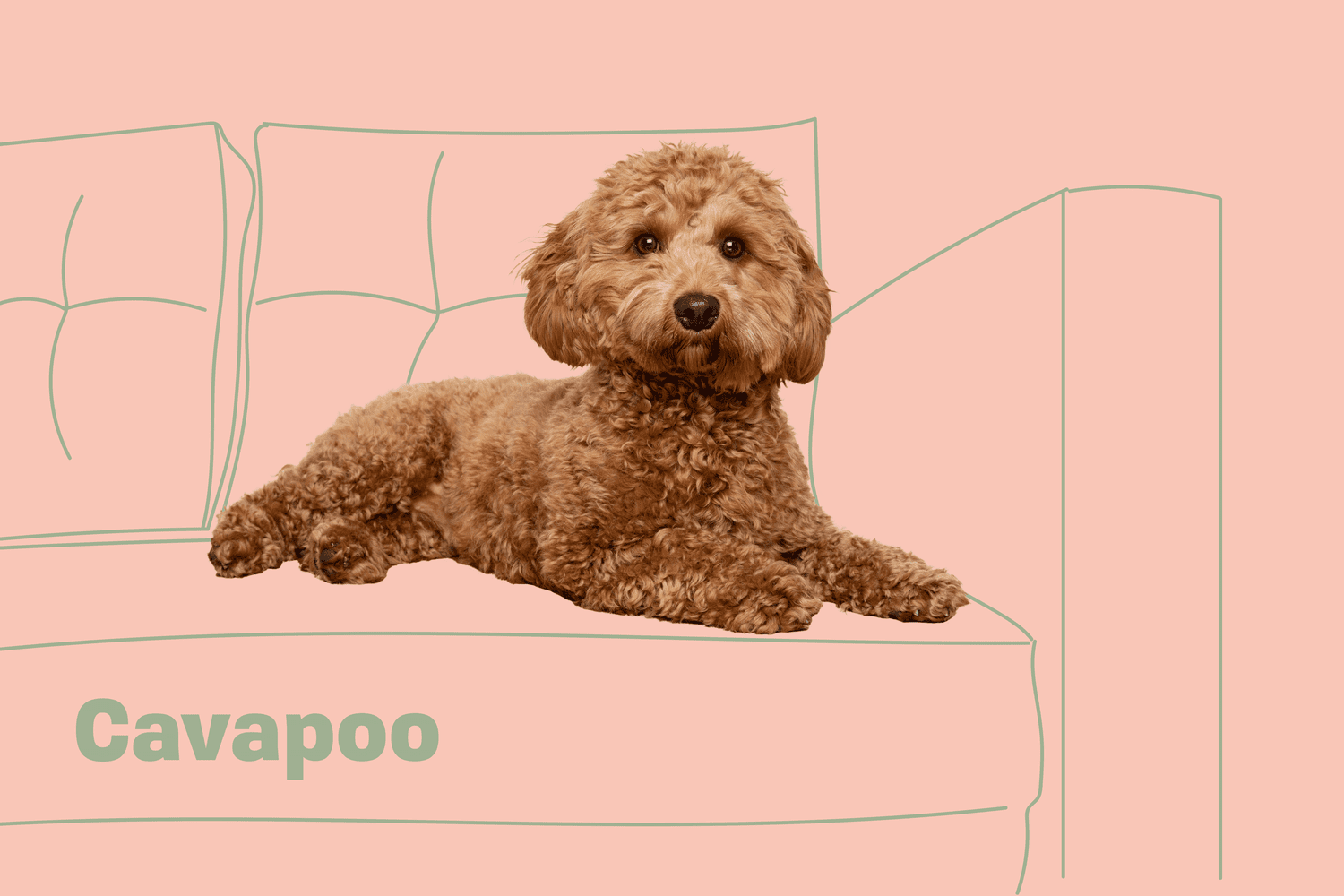 Cavapoo Dog Breed Information and Characteristics | Daily Paws