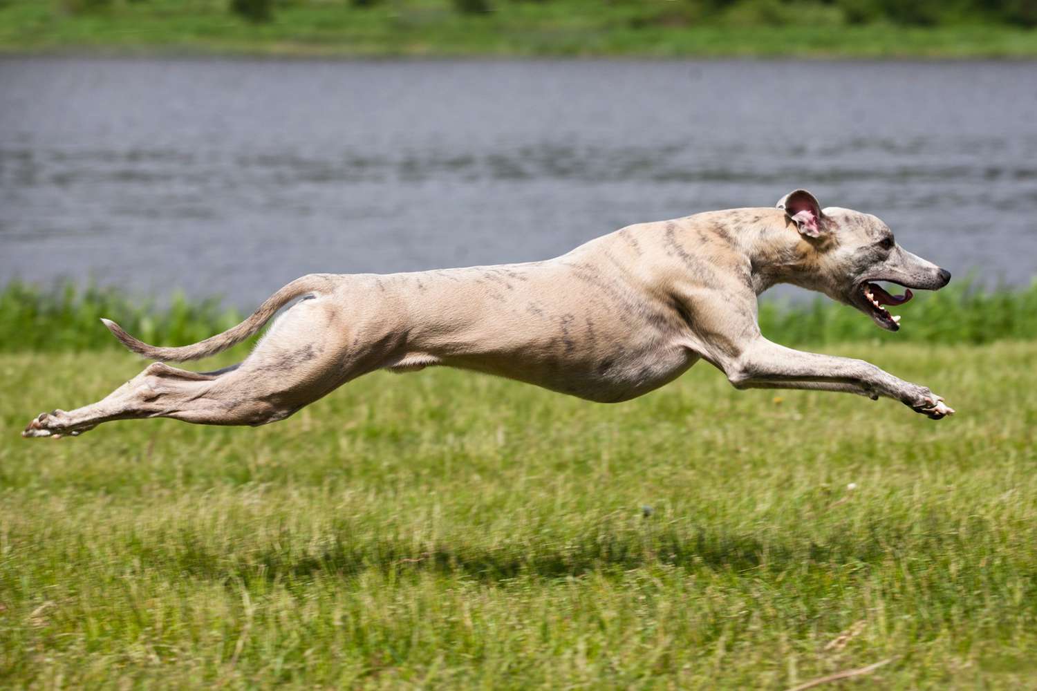 The Top 10 Fastest Dog Breeds in the World | Daily Paws