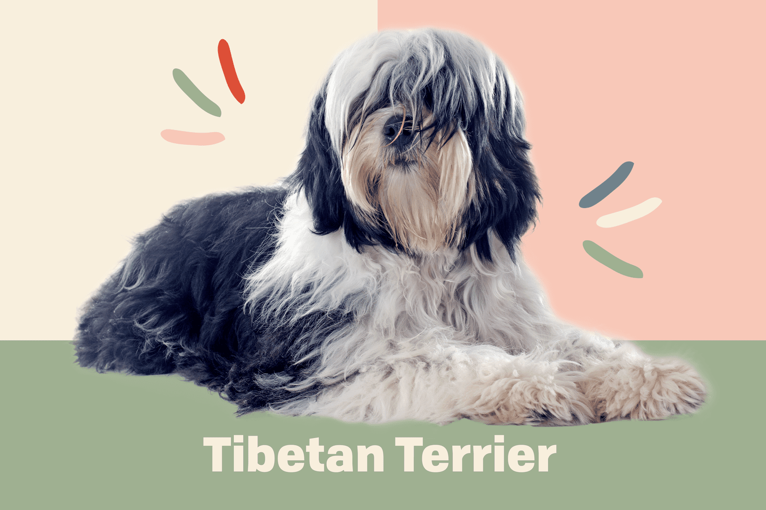 Tibetan Terrier Dog Breed Information and Characteristics | Daily Paws
