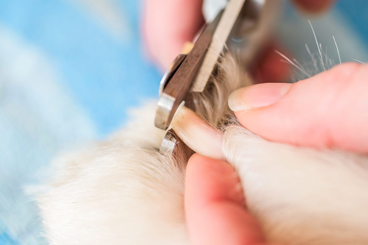 How to Treat a Dog's Broken Nail Issues | Daily Paws