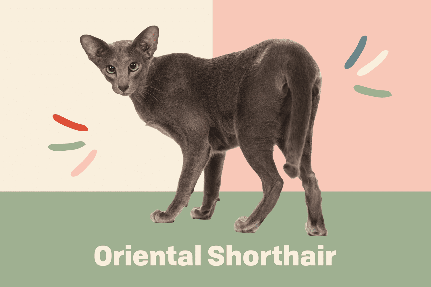 Oriental Shorthair Cat Breed Information & Characteristics | Daily Paws