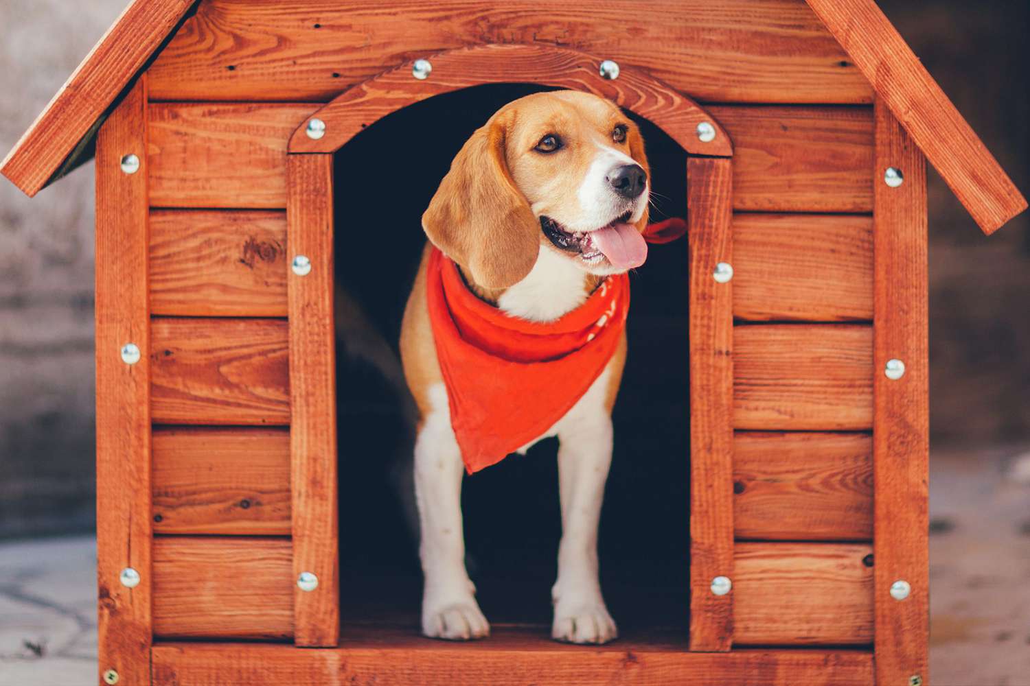 Heat A Doghouse And Keep Your Pup Warm, Can You Put A Heat Lamp In Plastic Dog House
