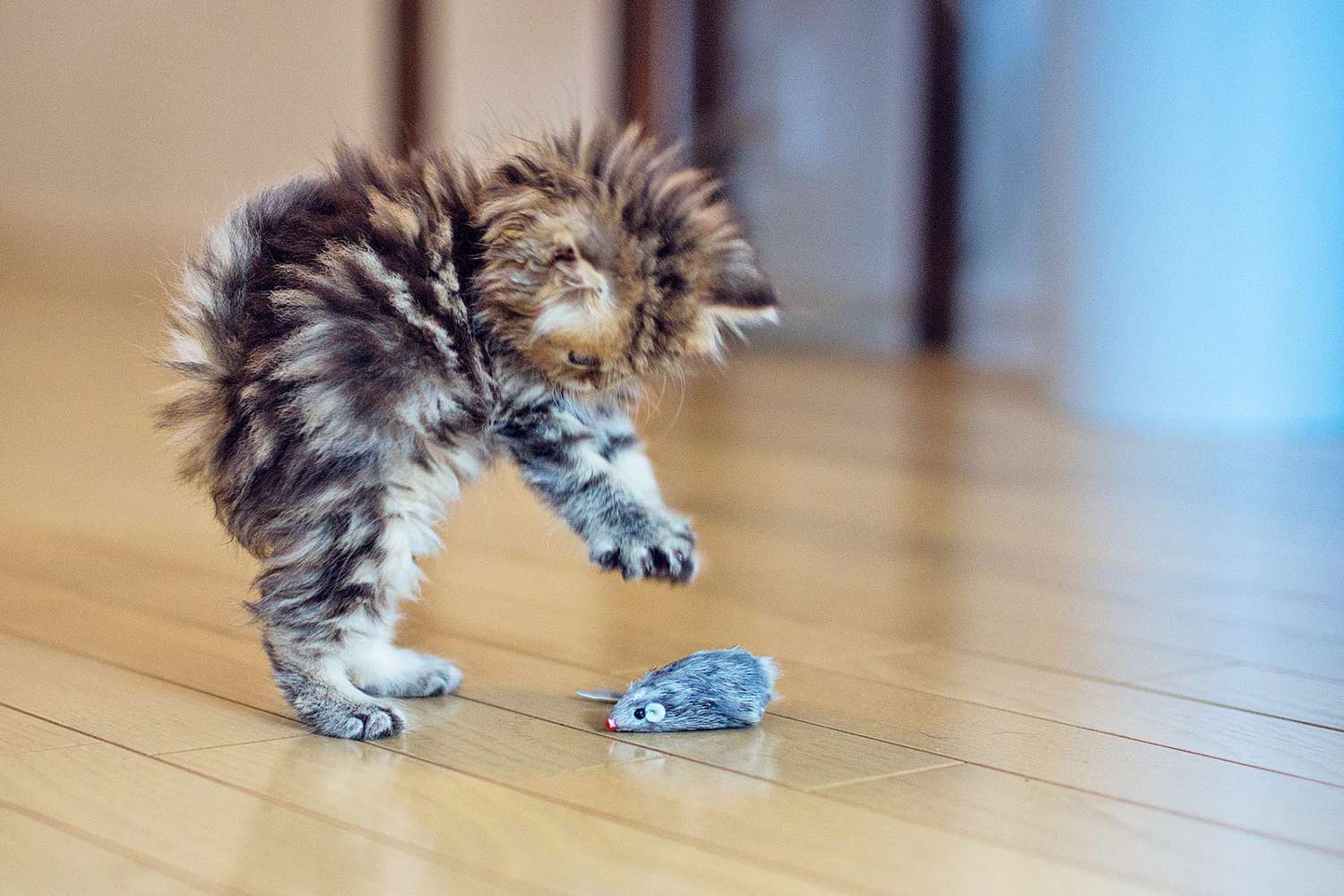 14 Cute Kitten Pictures to Brighten Your Day | Daily Paws
