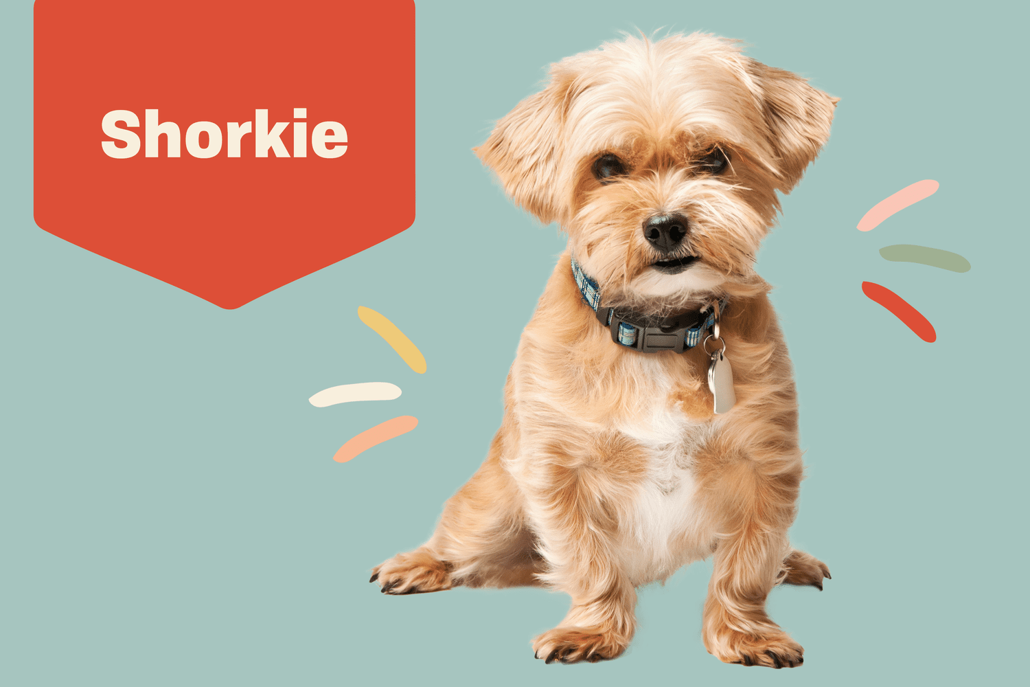 Shorkie Dog Breed Information and Characteristics | Daily Paws