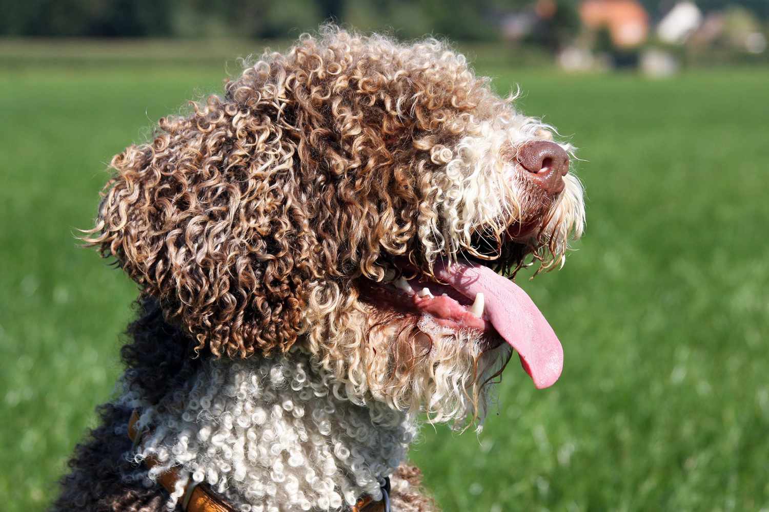 226 of the Best Spanish Dog Names For Iberophiles | Daily Paws
