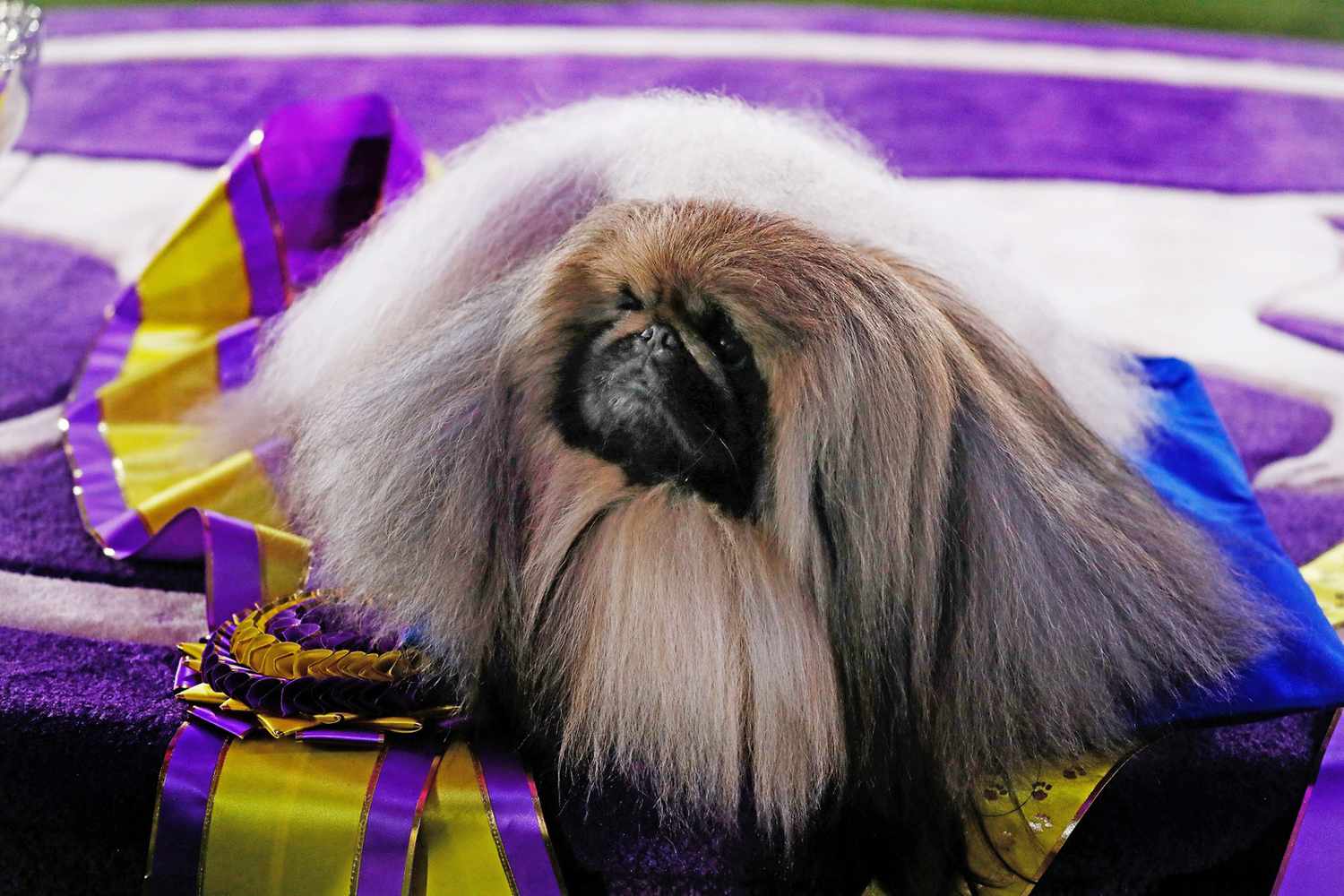 Westminster Dog Show 2021 Results: Pekingese Wasabi Wins Best in Show |  Daily Paws