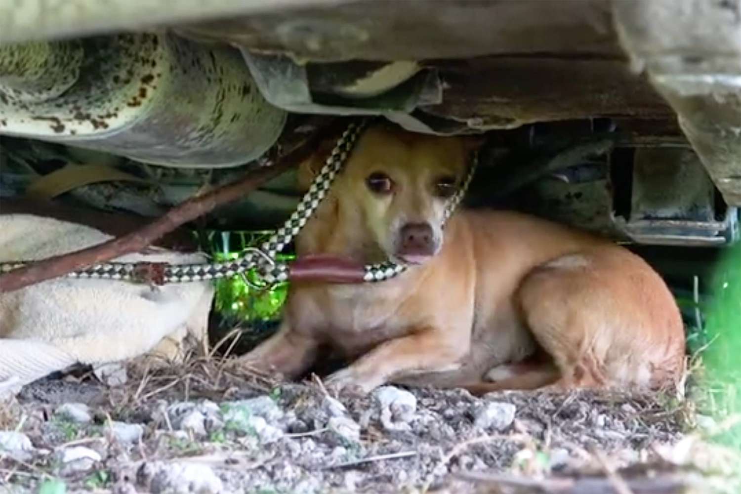Drone Pilot Doug Thron Found the Starving Pup Chained to a Car Two Weeks  After Hurricane Laura Pummeled Lark Charles, Louisiana | Daily Paws