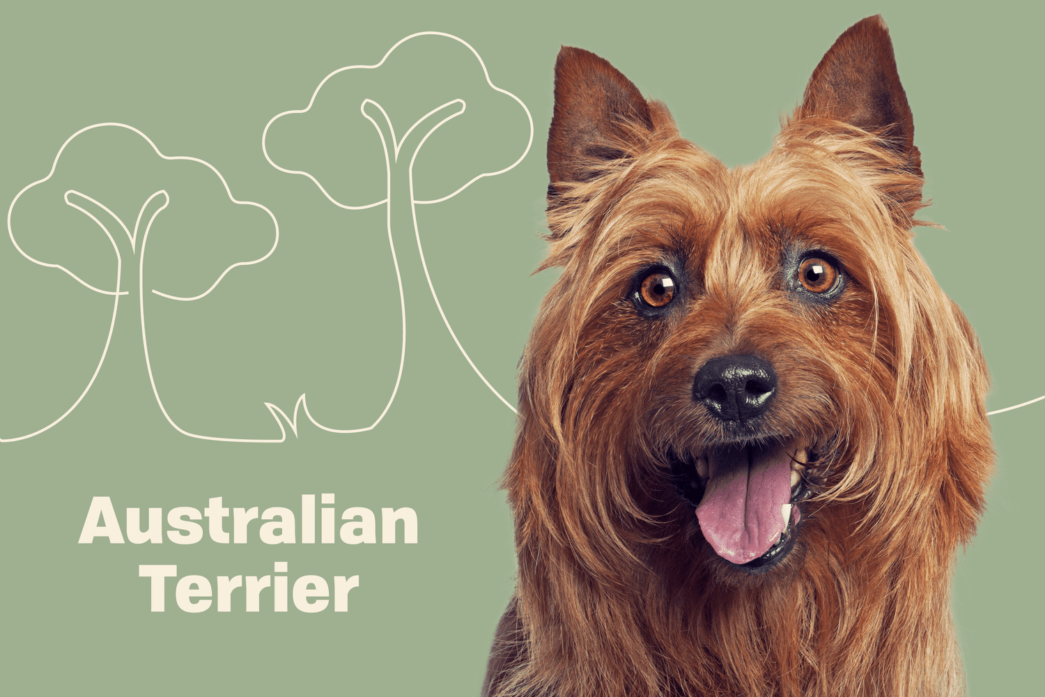 Australian Terrier Dog Breed Information and Characteristics | Daily Paws