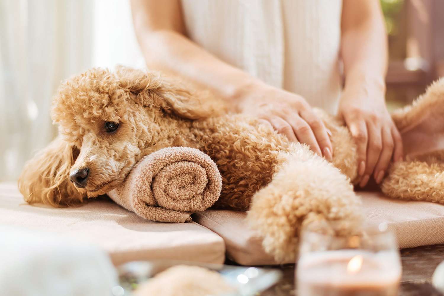 How to Massage a Dog: Tips and Tricks from a Pro | Daily Paws