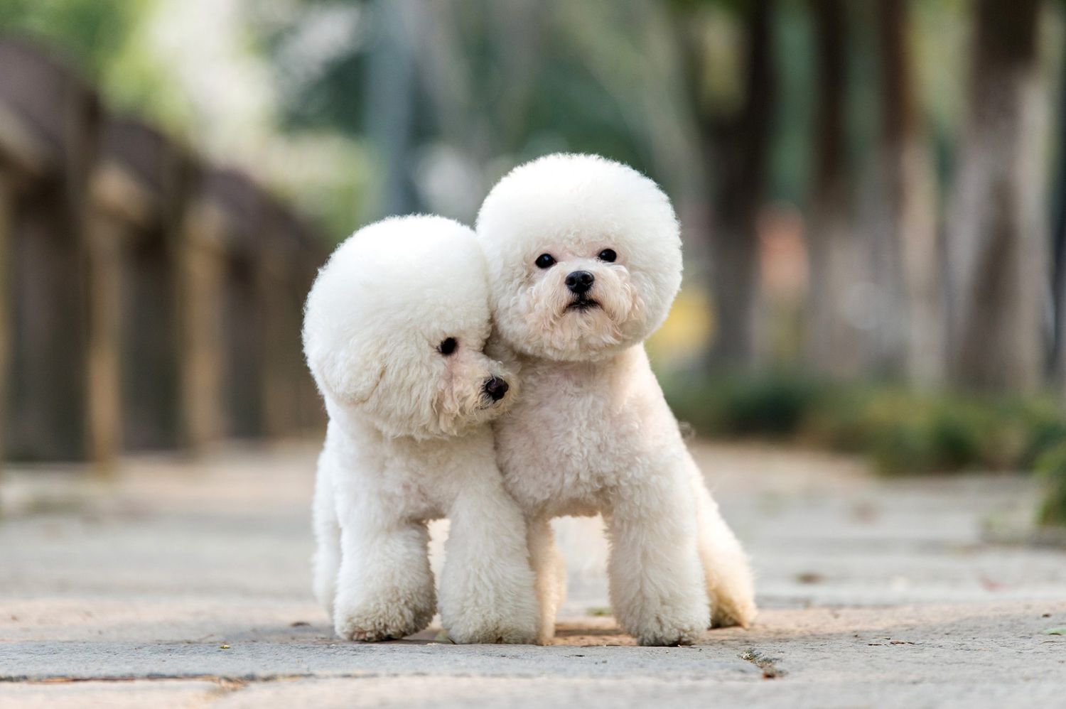 Siguranță rău ţiglă  6 Poodle Haircuts That Are Too Cute Not To Try | Daily Paws