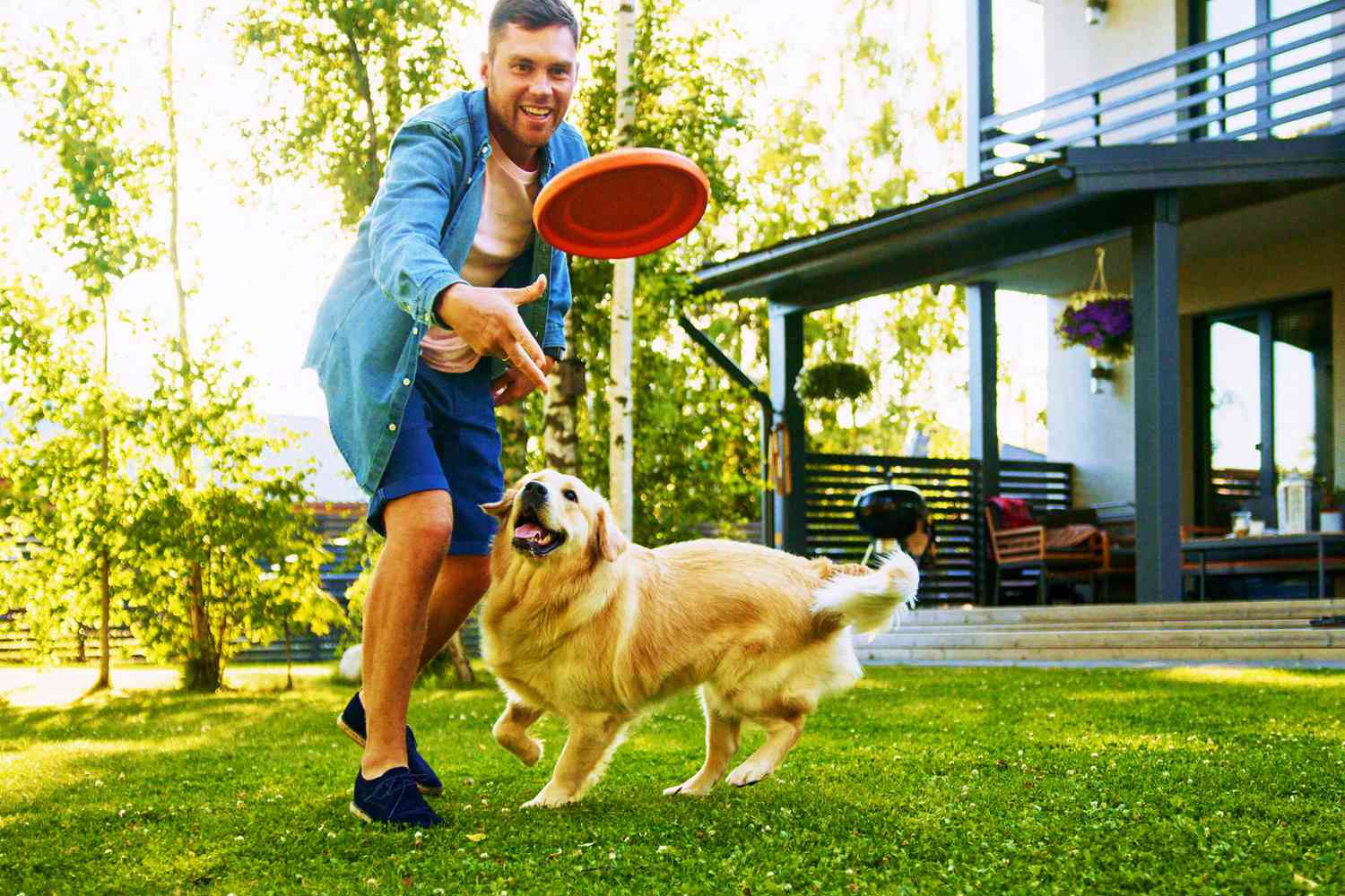 How to Teach Your Dog Frisbee Tricks 
