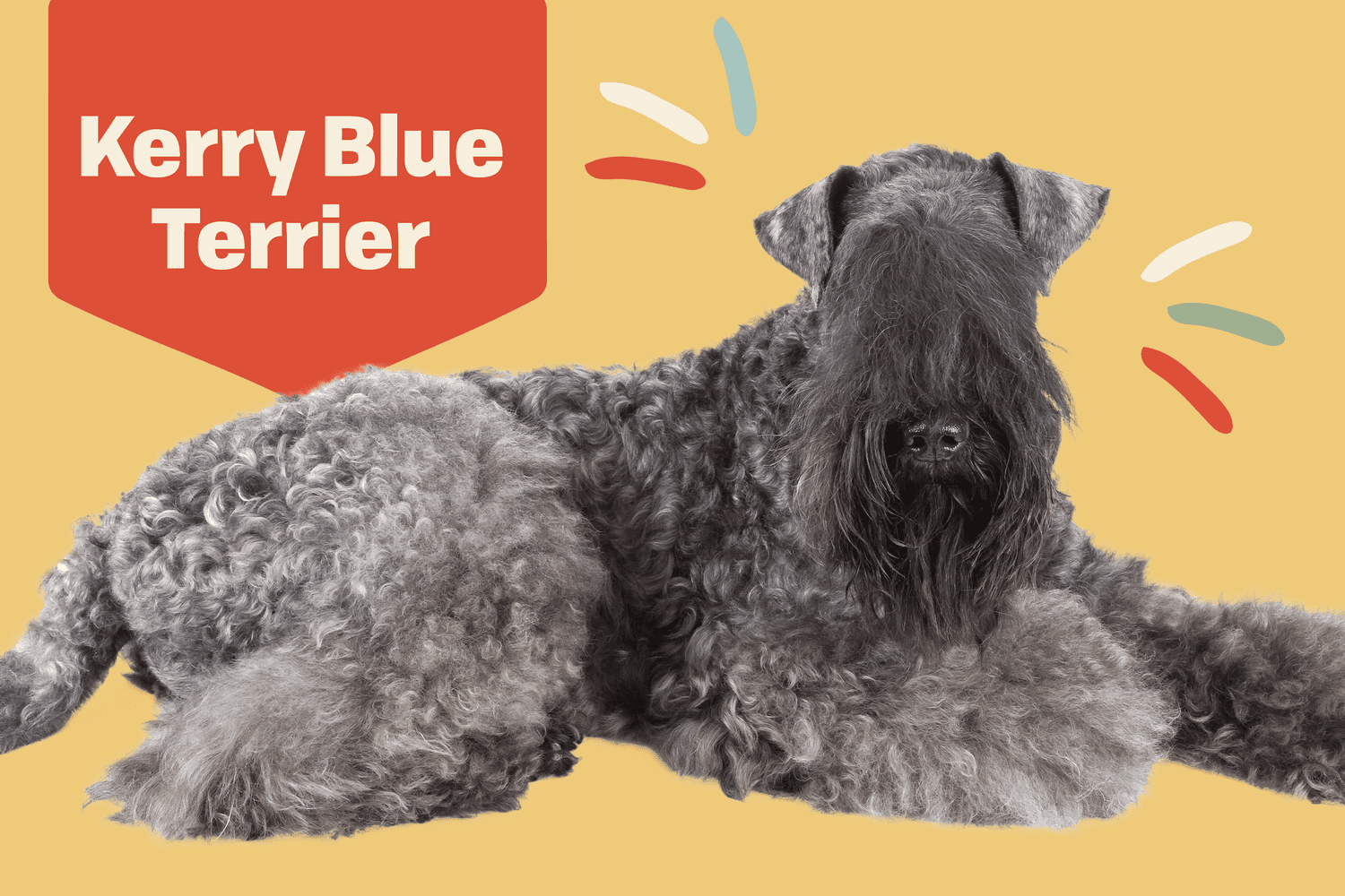 Kerry Blue Terrier Dog Breed Information and Characteristics | Daily Paws