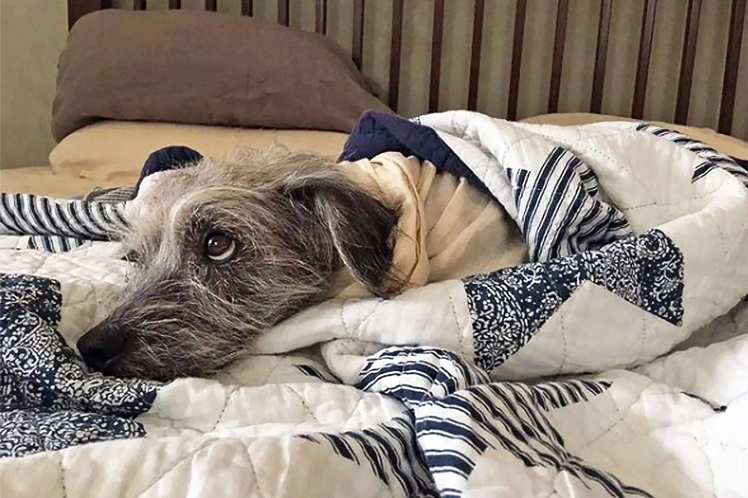 These 13 Dogs in Blankets Are Cozy, Comfy, and Ready for Fall 