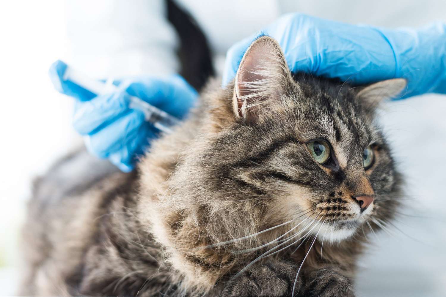 Why the Rabies Vaccines for Cats Is So Important for Your Feline Friend |  Daily Paws