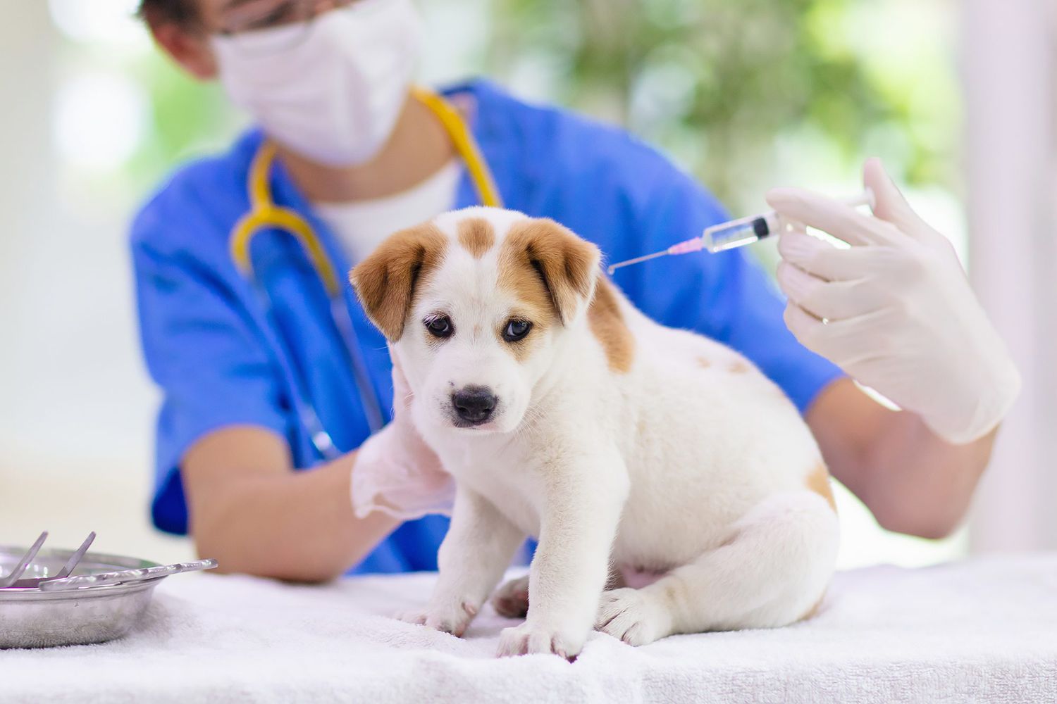 What You Need to Know About the Essential Rabies Vaccine for Dogs | Daily Paws