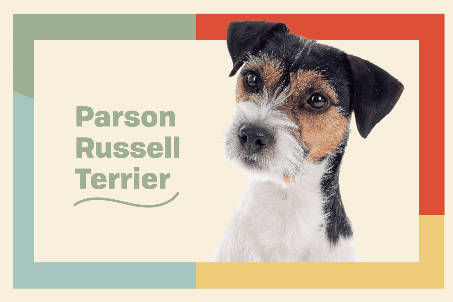 Parson Russell Terrier (Jack Terrier) Dog Breed Information and Characteristics | Daily Paws