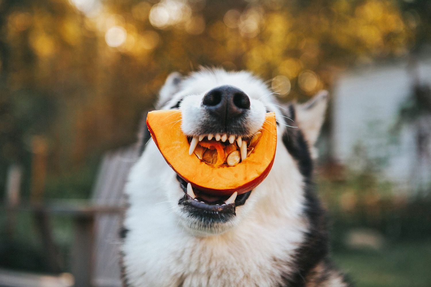 Can Dogs Eat Pumpkin Bread 