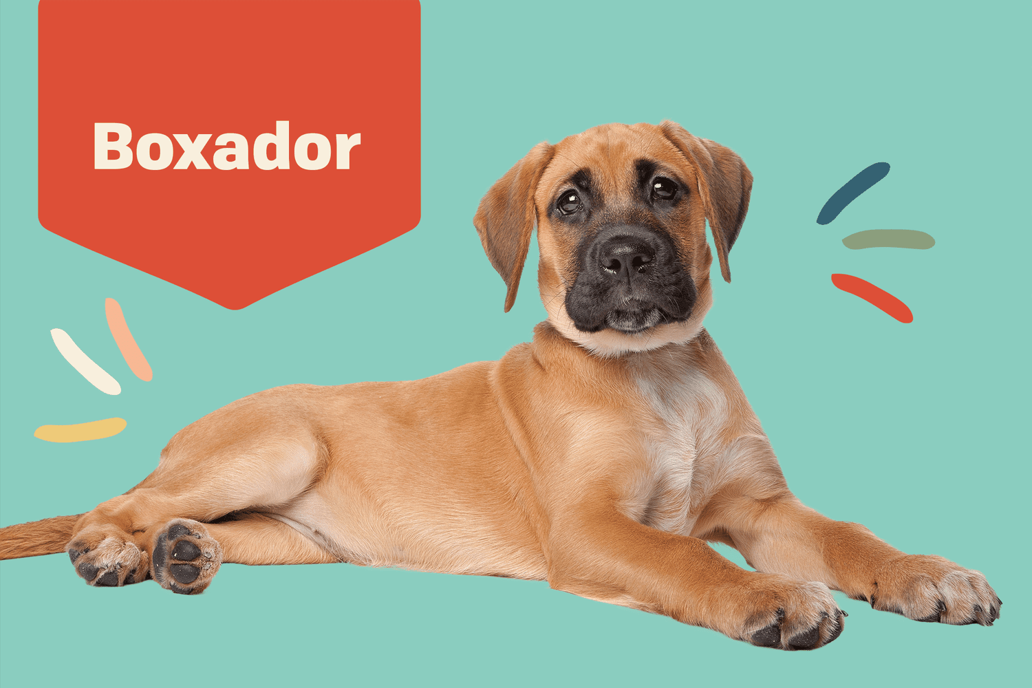 Swipe skinke Strålende Boxador Dog Breed Information and Characteristics | Daily Paws