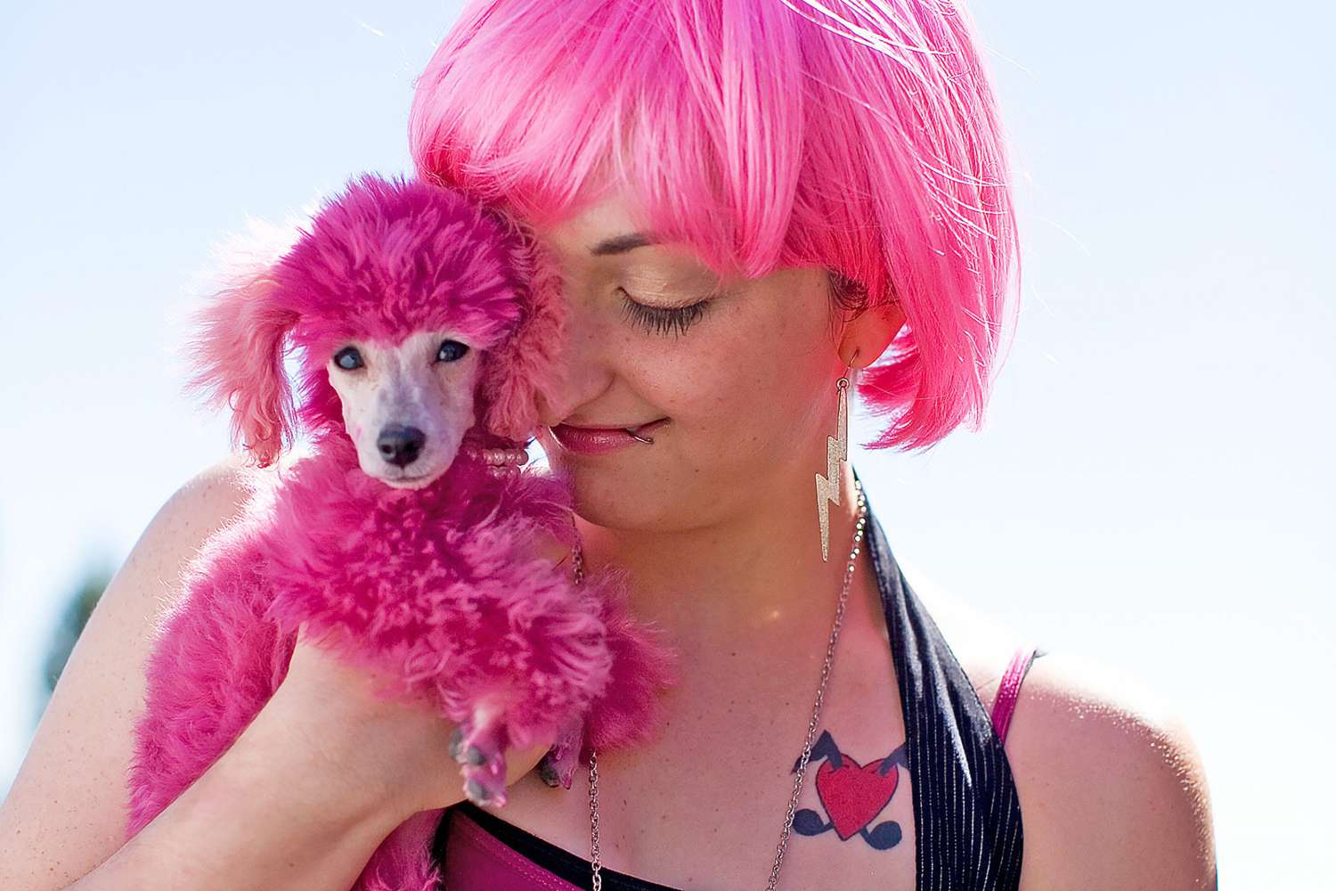 Is Using Dog Hair Dye a Good Idea for All Dogs? | Daily Paws