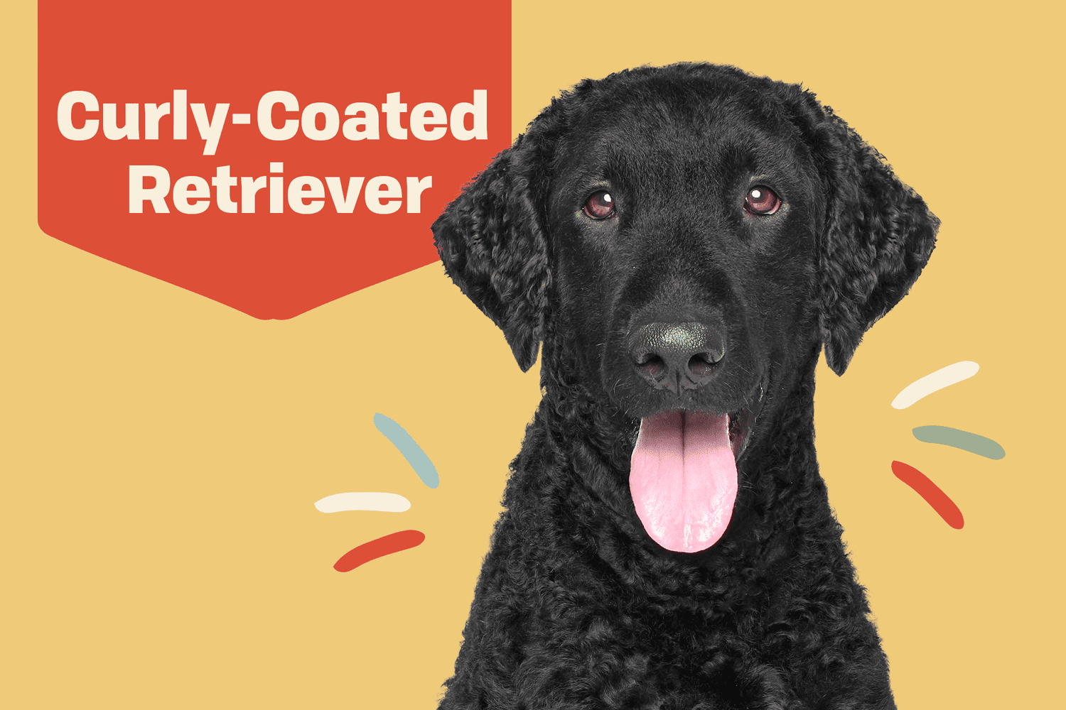 Curly-Coated Retriever Dog Breed Information and Characteristics | Daily  Paws
