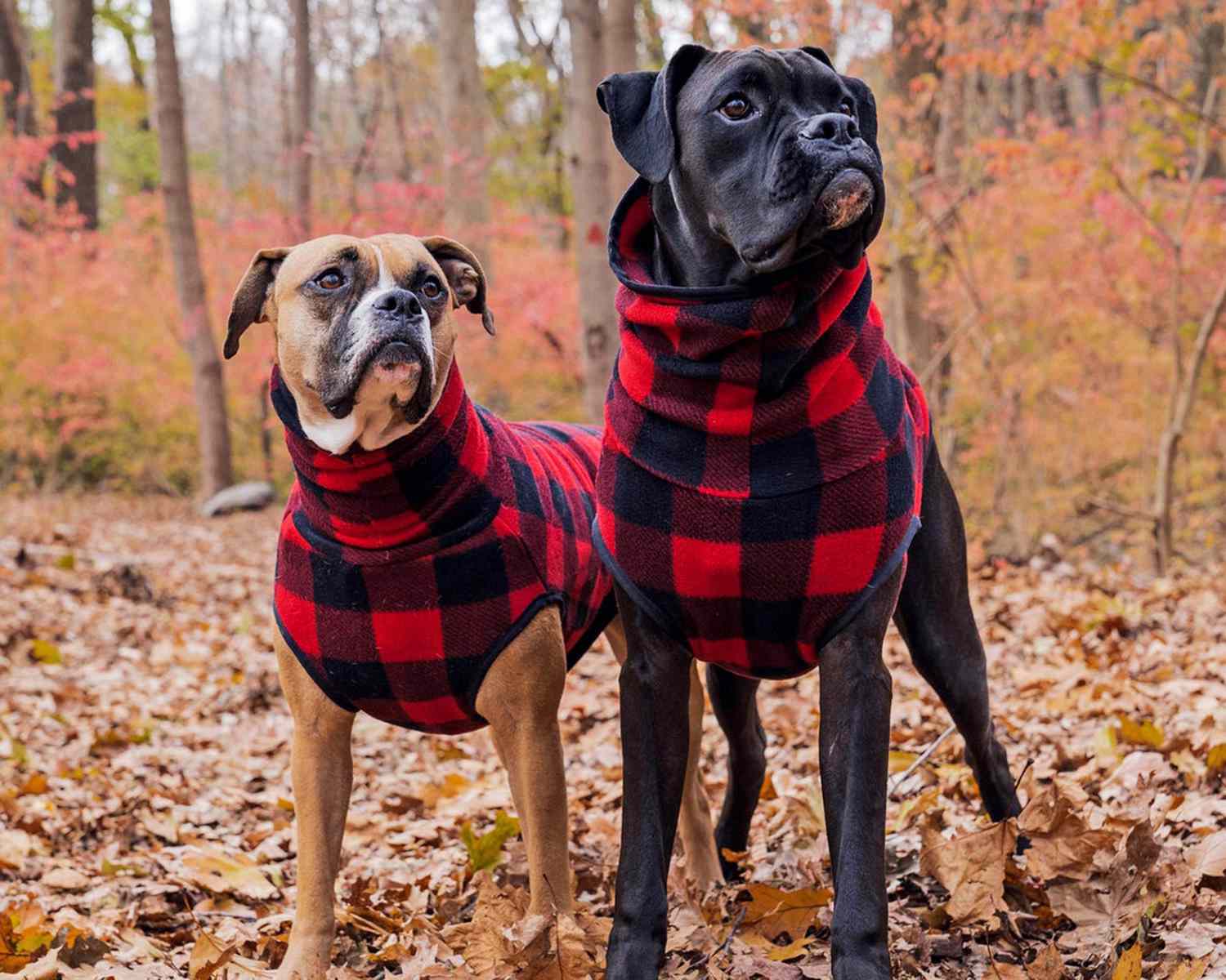 12 Dog Christmas Sweaters to Bring More Cheer This Year | Daily
