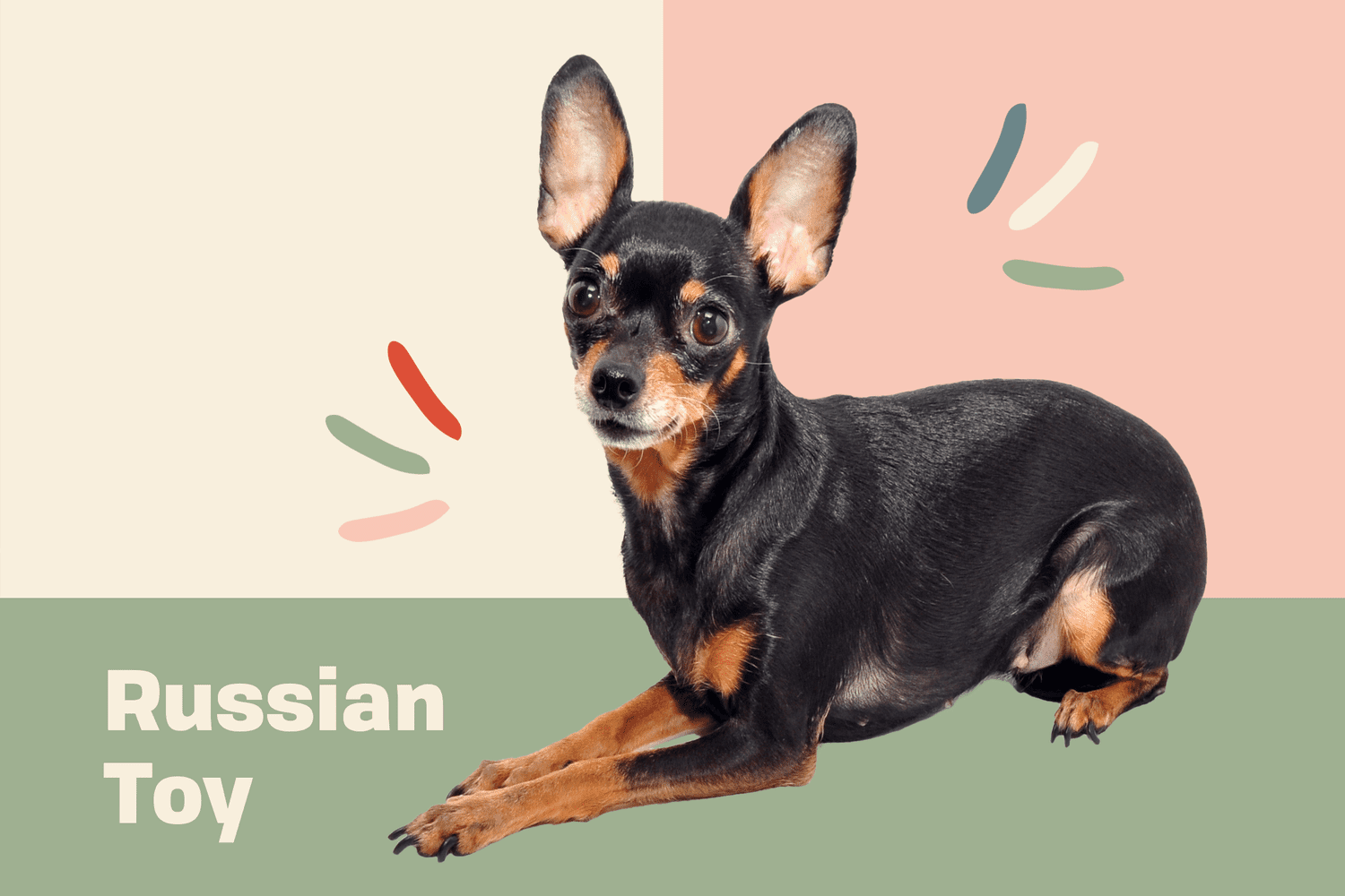 Russian Toy Dog Breed Information and Characteristics | Daily Paws