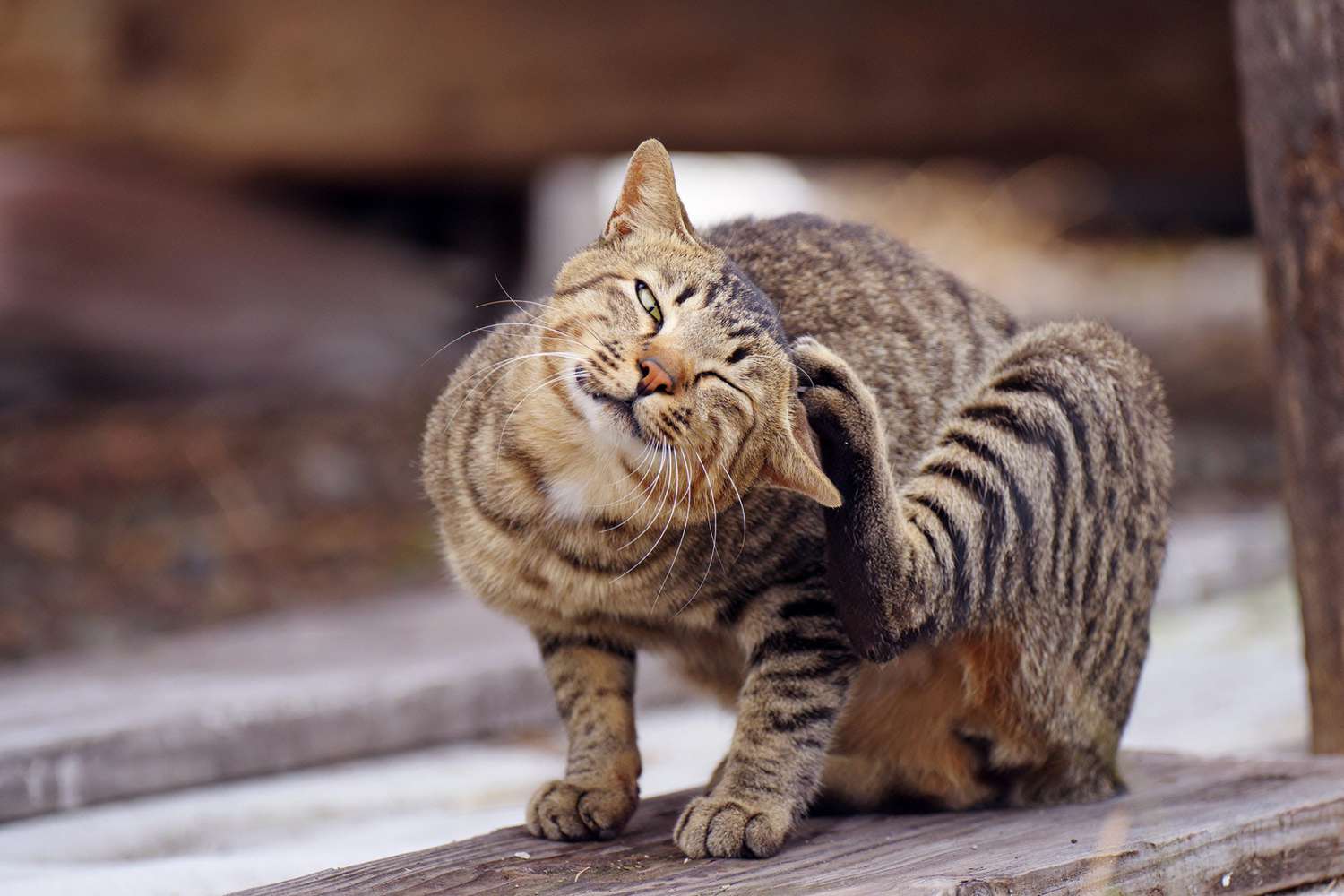 Scabies in Cats: Causes, Symptoms, and Treatments | Daily Paws