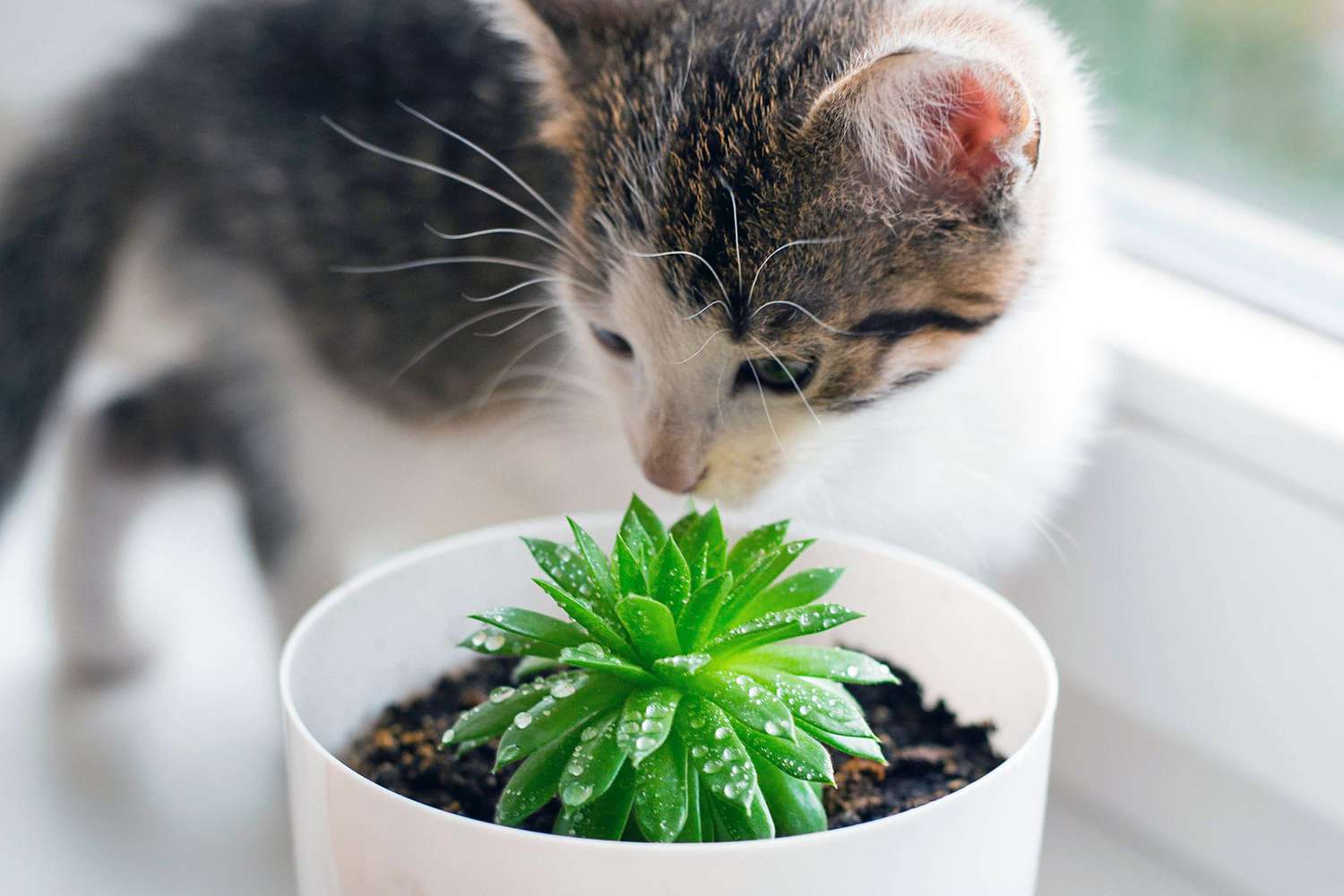 Are Succulents Poisonous to Cats? Experts Share Which Are Safe and Which to  Avoid | Daily Paws