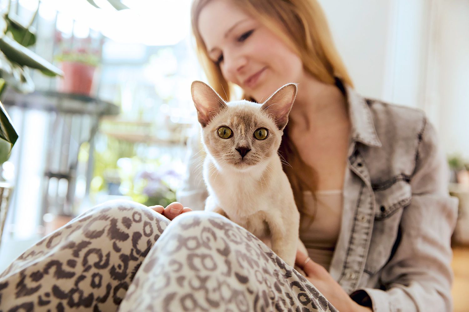 The Most Common Breeds of Cat Chosen as Pets in the US