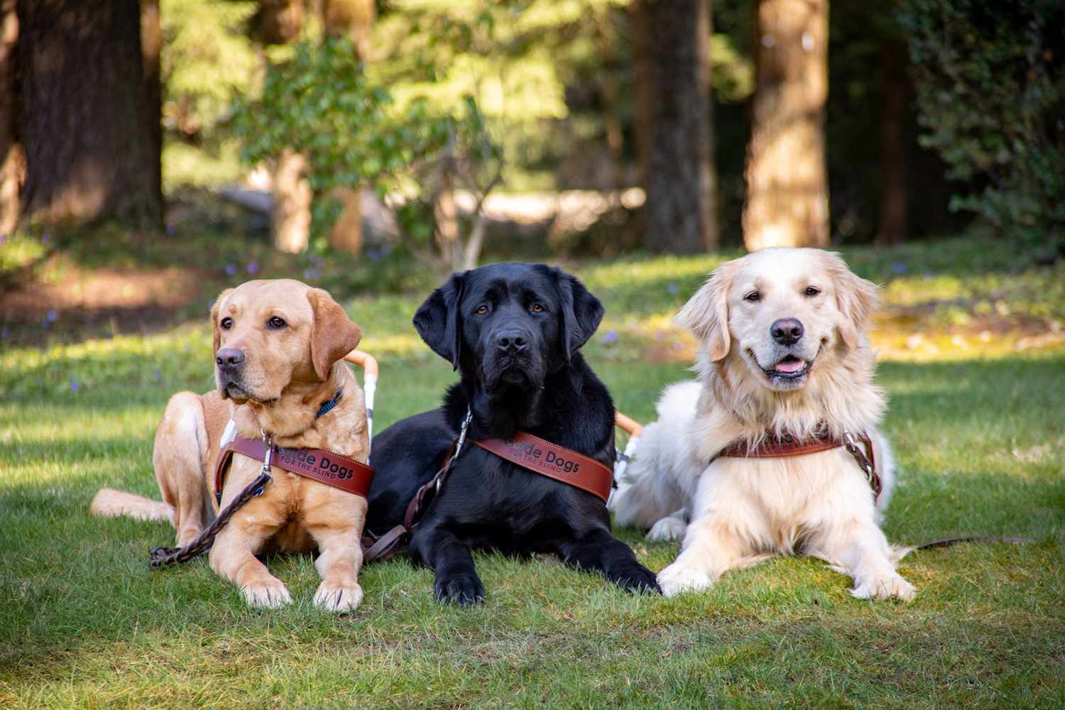 Guide Dogs for the Blind Provide Freedom and Confidence | Daily Paws