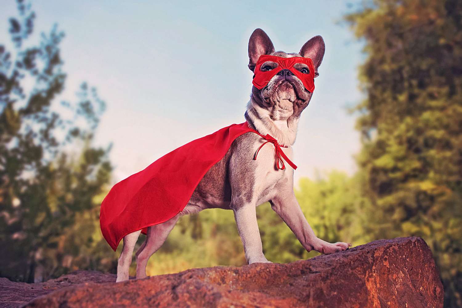 132 of the Best Marvel Dog Names for Your Little Avenger | Daily Paws