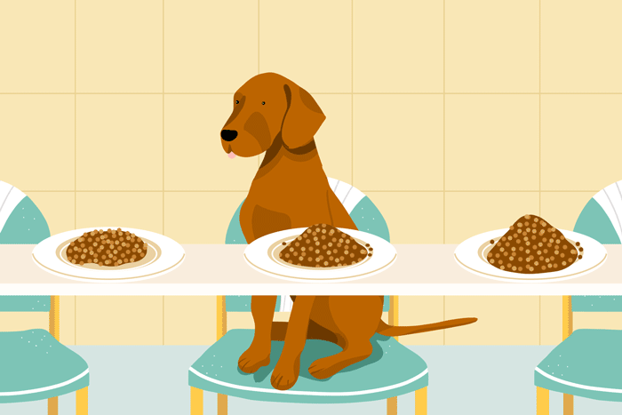 How Many Calories Should My Dog Eat? | Daily Paws