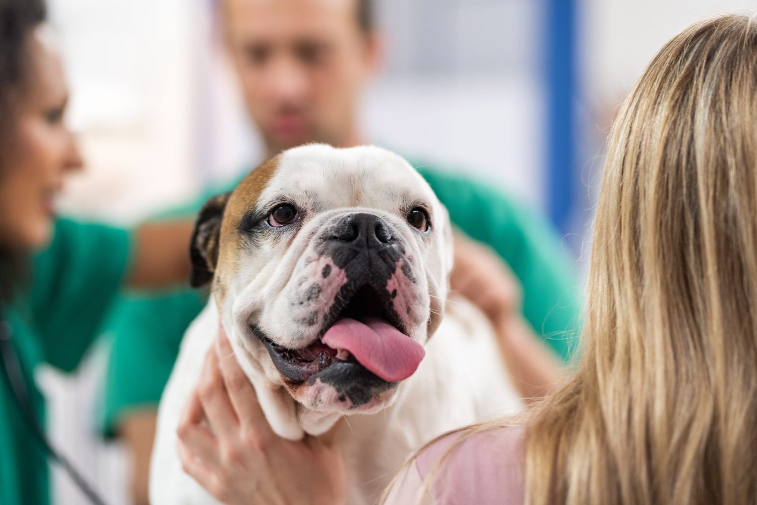 Easy Steps For Maintaining Dog Bladder Health