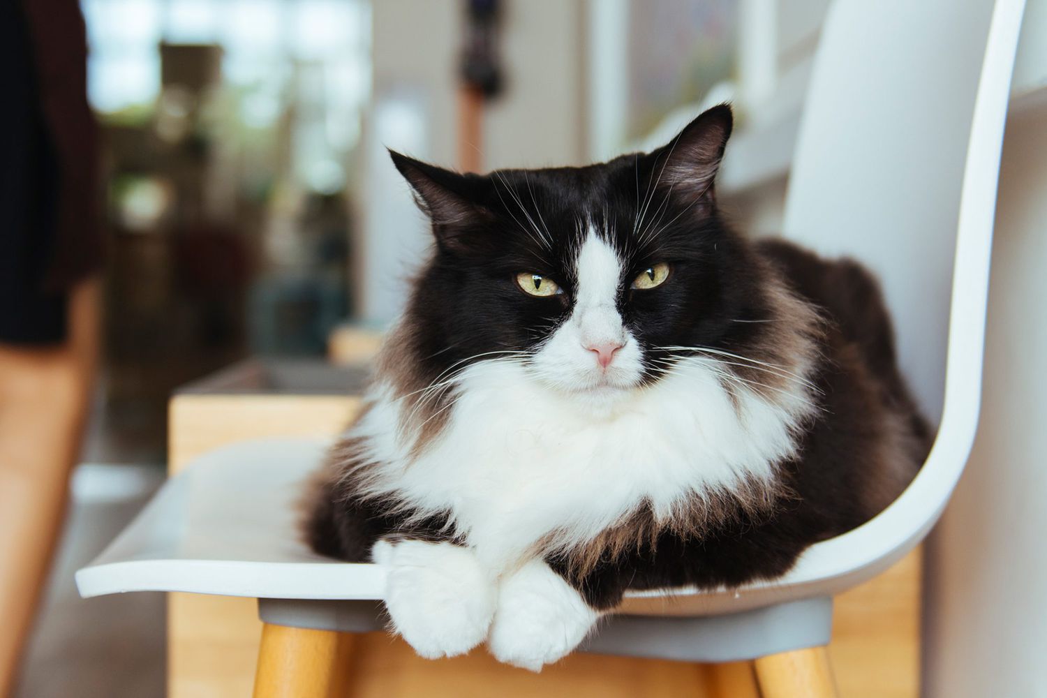 180+ Tuxedo Cat Names for Your Very Fancy Feline | Daily Paws