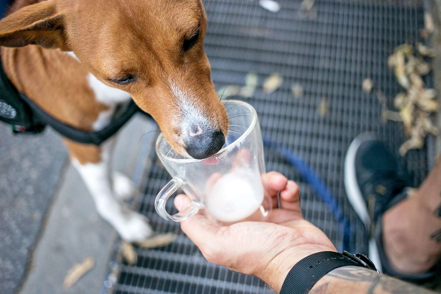 Can Dogs Drink Milk? Here's a Veterinarian's Advice | Daily Paws
