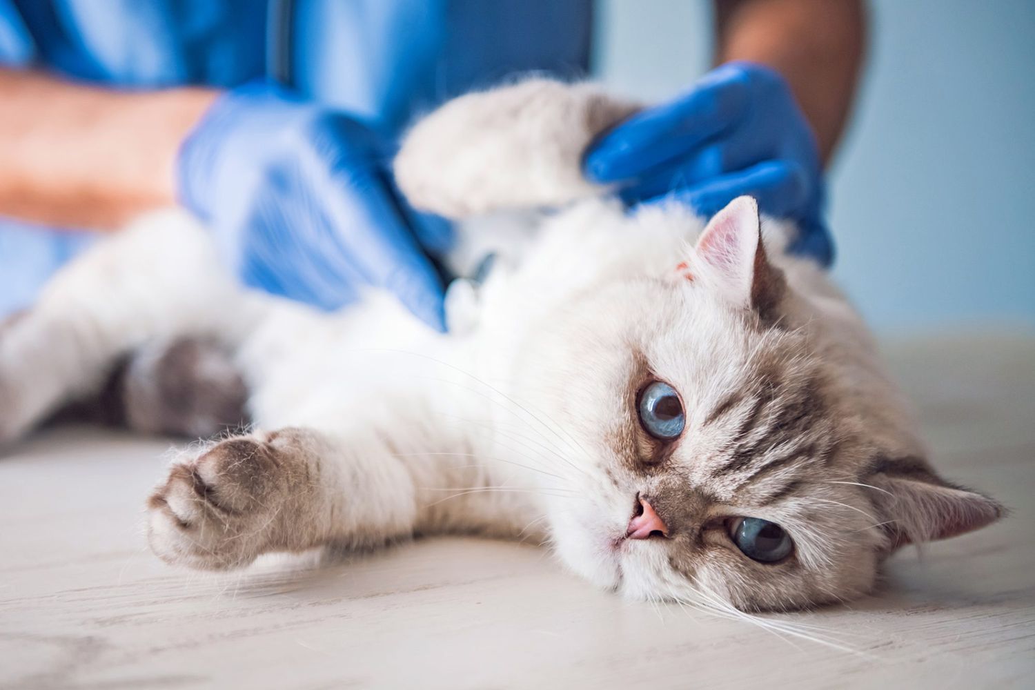 Emergency Vet Services for Pets: What You Need to Know | Daily Paws