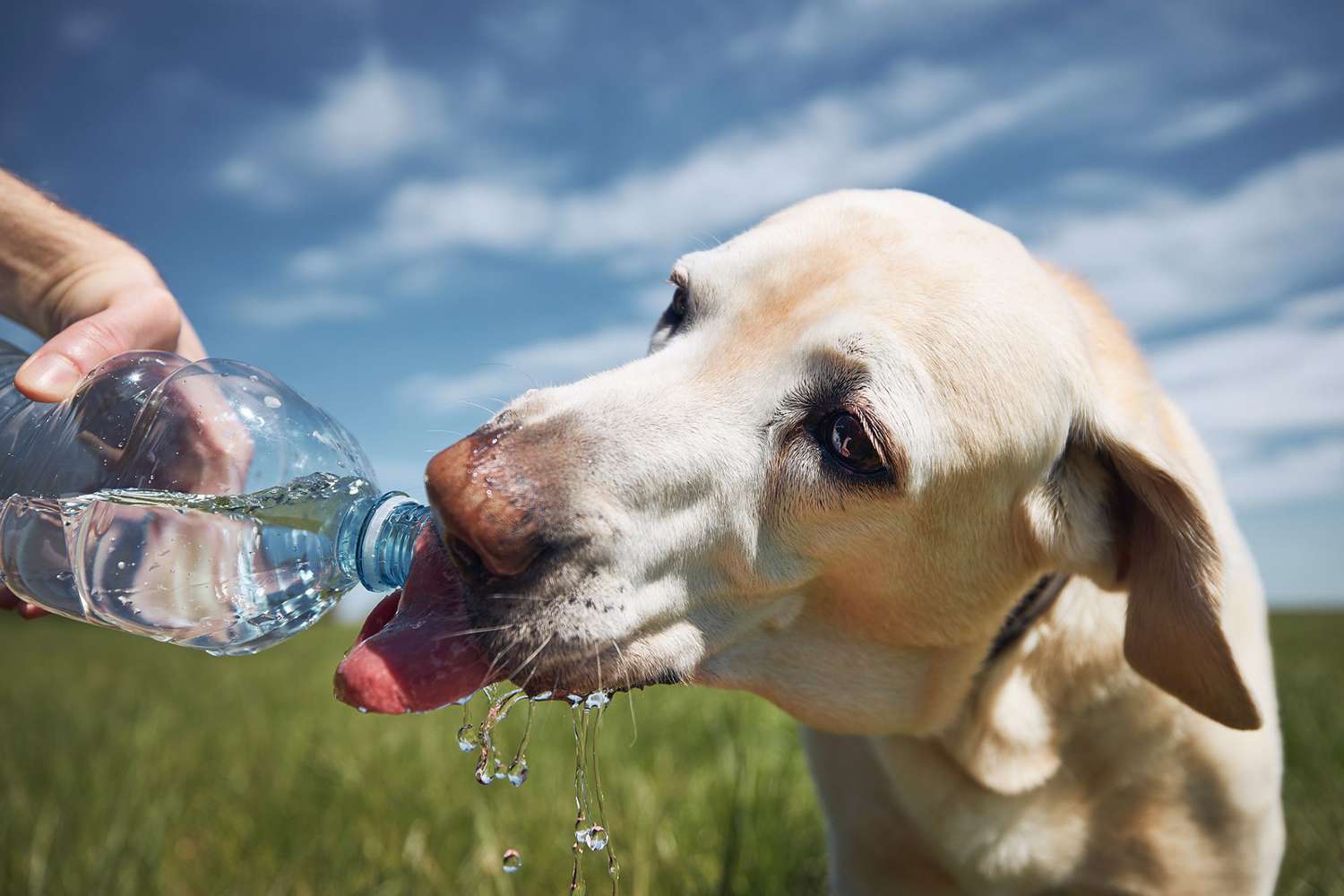 How Much Water Should a Dog Drink? | Daily Paws